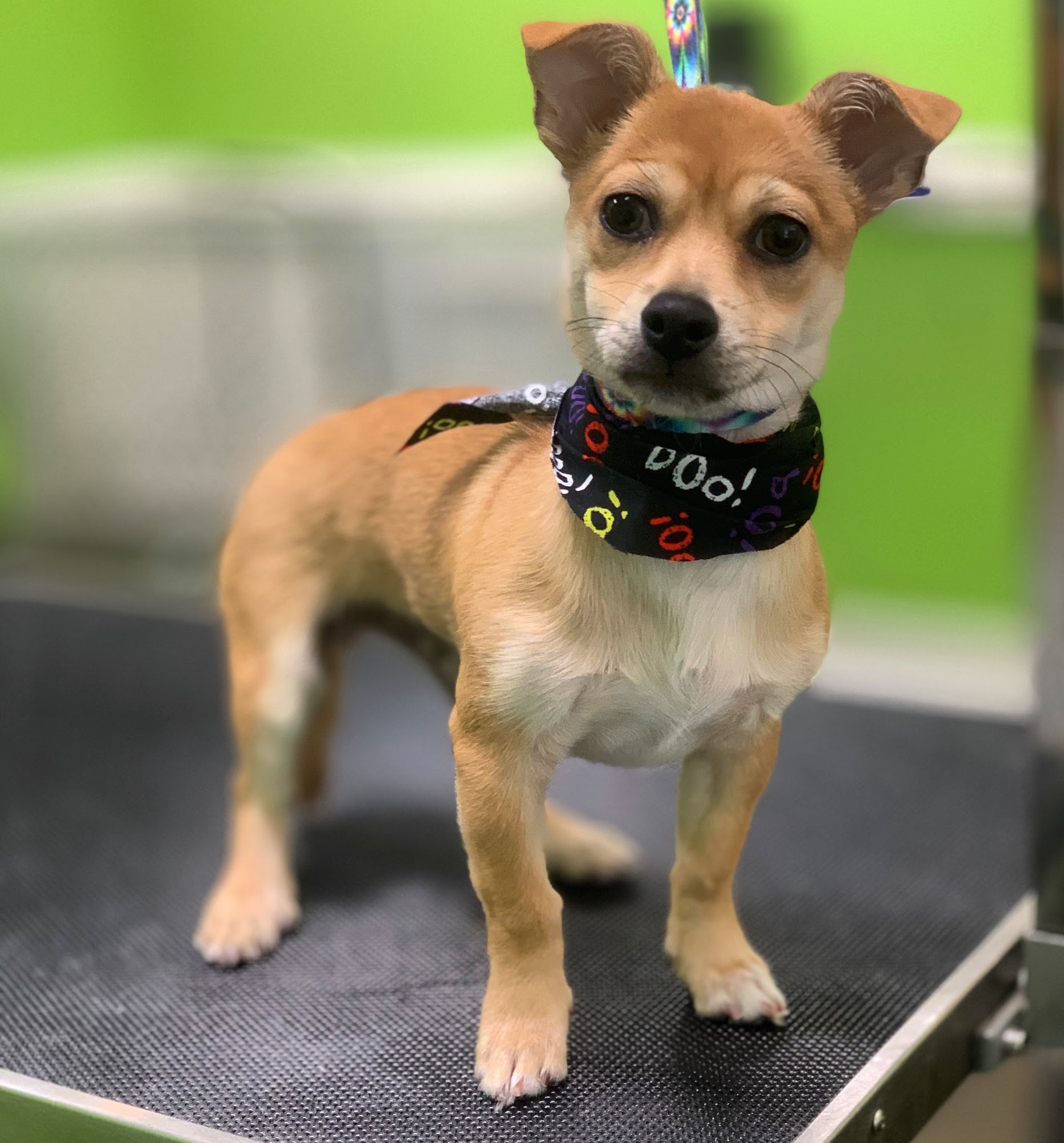 The Groomer Girls Guntersville