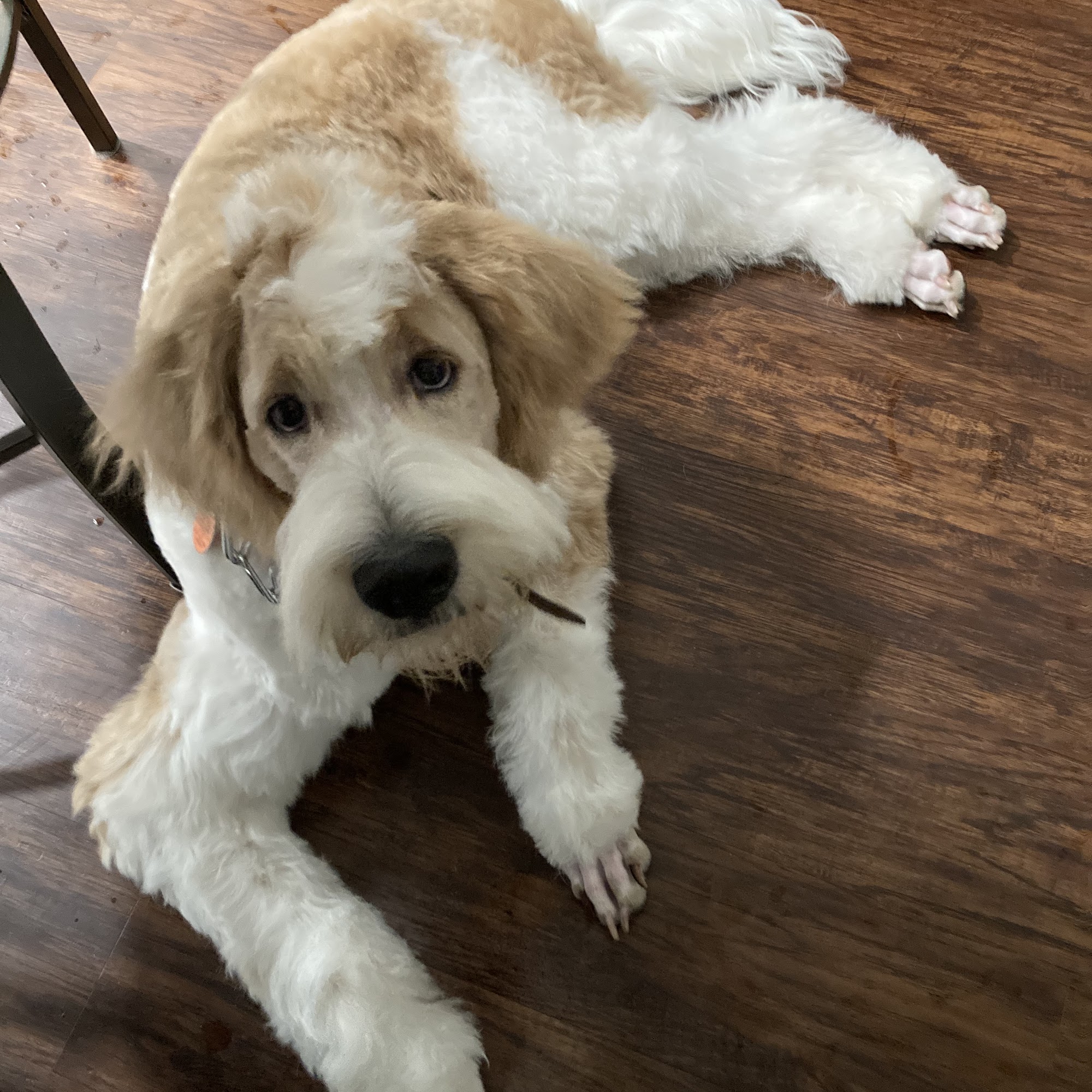 Guntersville Pet Grooming 1612 Gunter Ave, Guntersville Alabama 35976