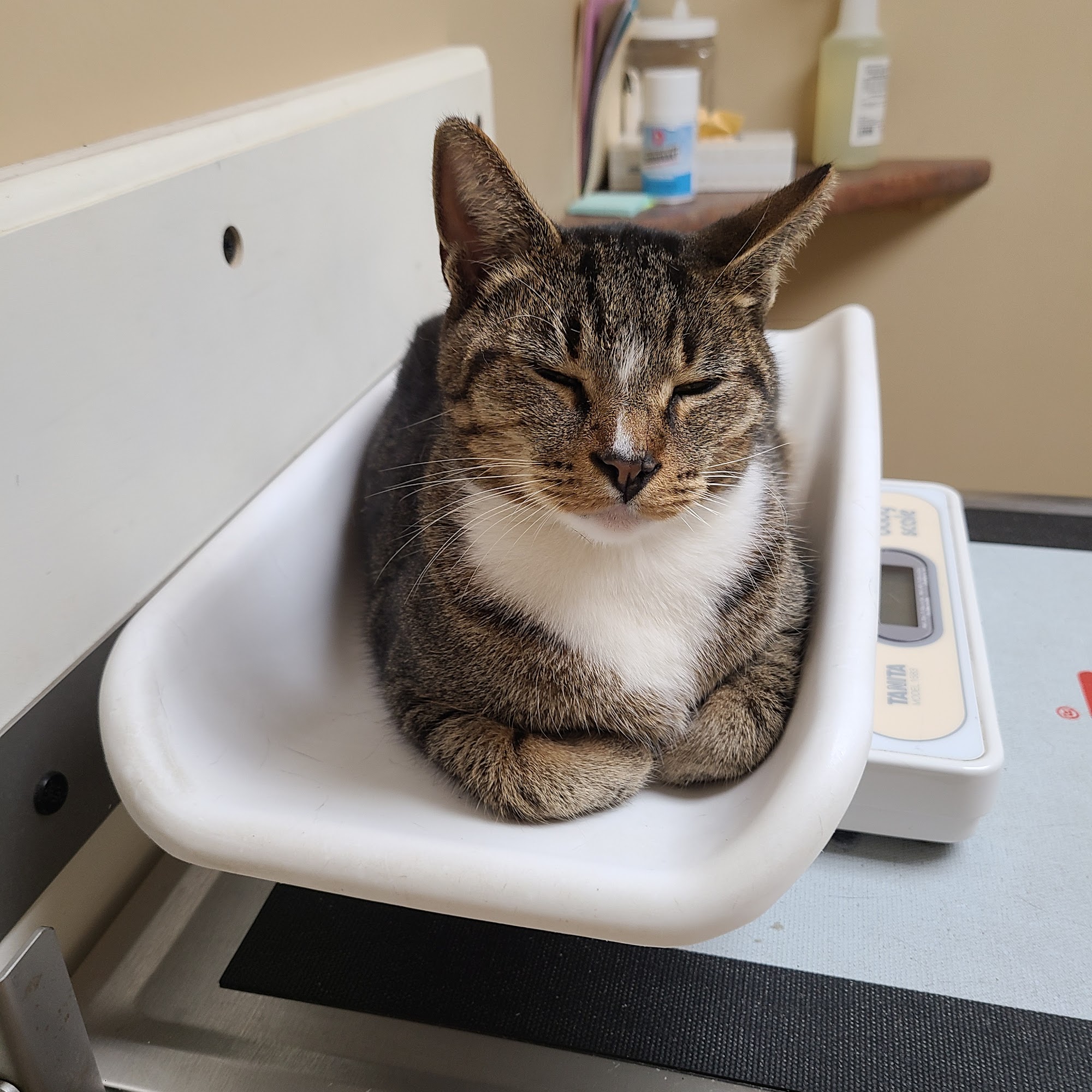 Morgan Animal Hospital Hartselle