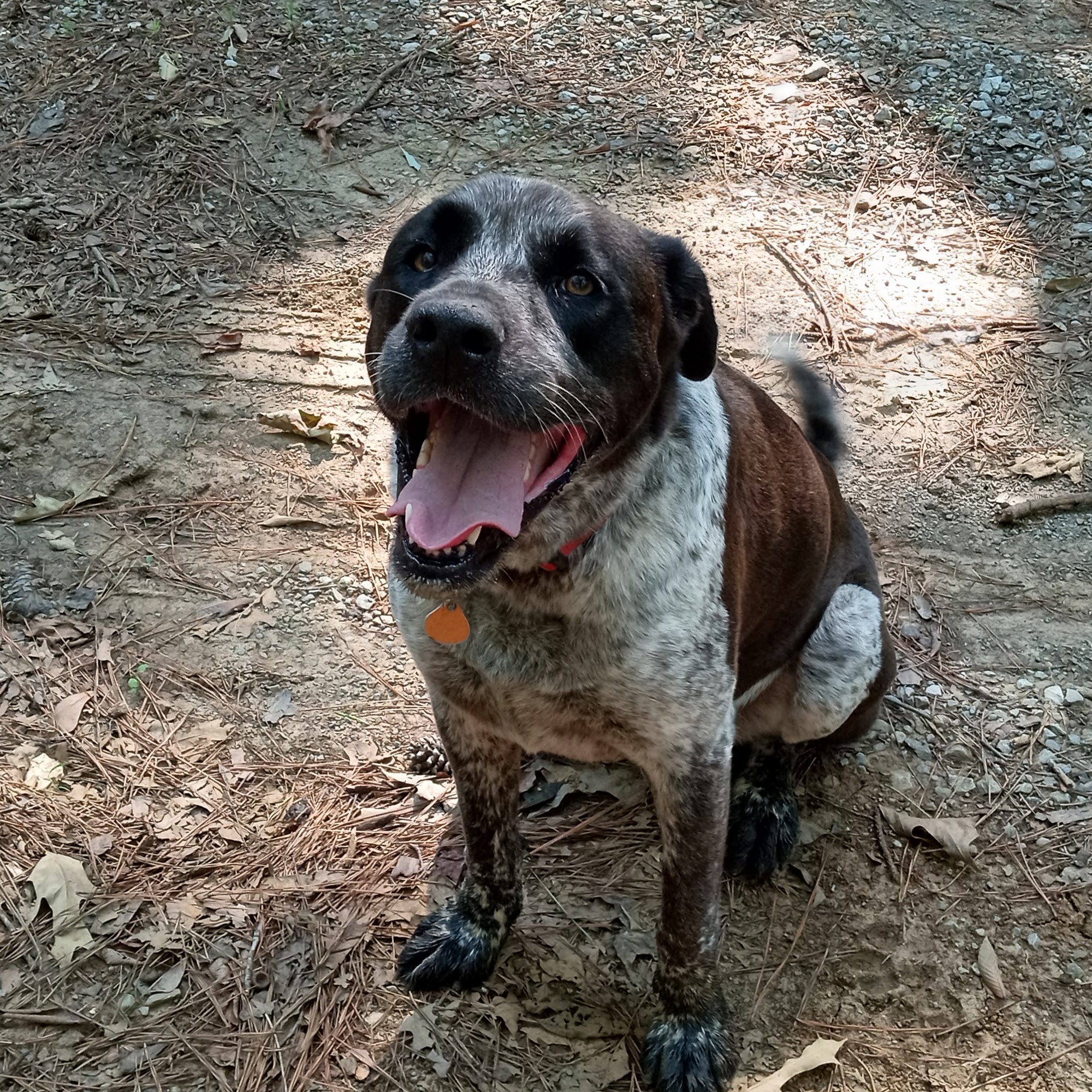 Hartselle Animal Clinic PC Hartselle