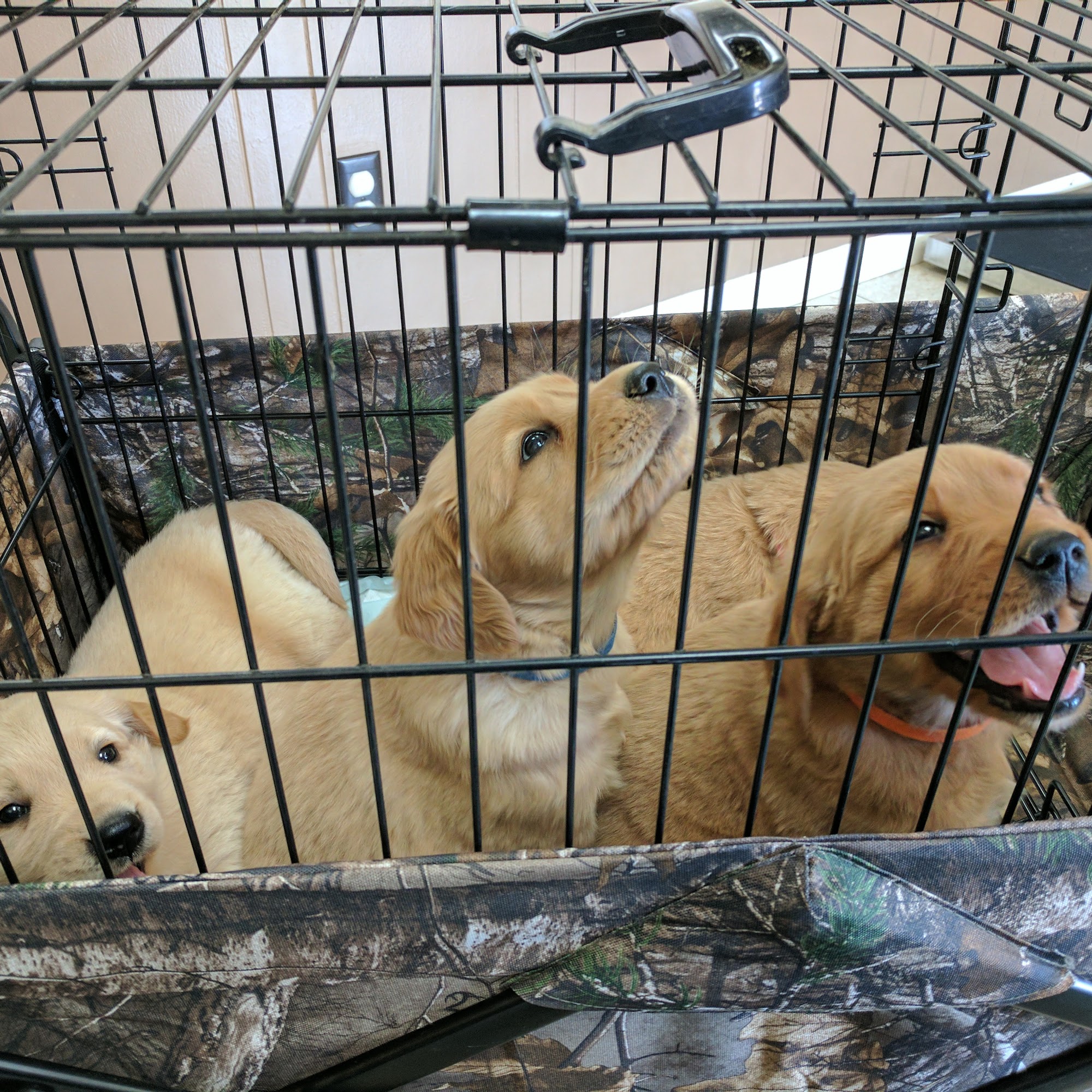 Pearson Animal Hospital Hartselle