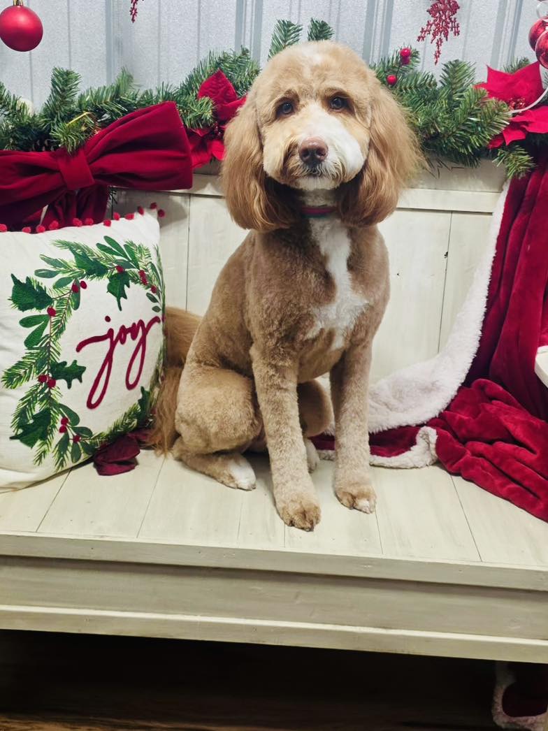 Brammer Farms LLC: The Shaggy Hound Pet Hotel and Daycare Hartselle