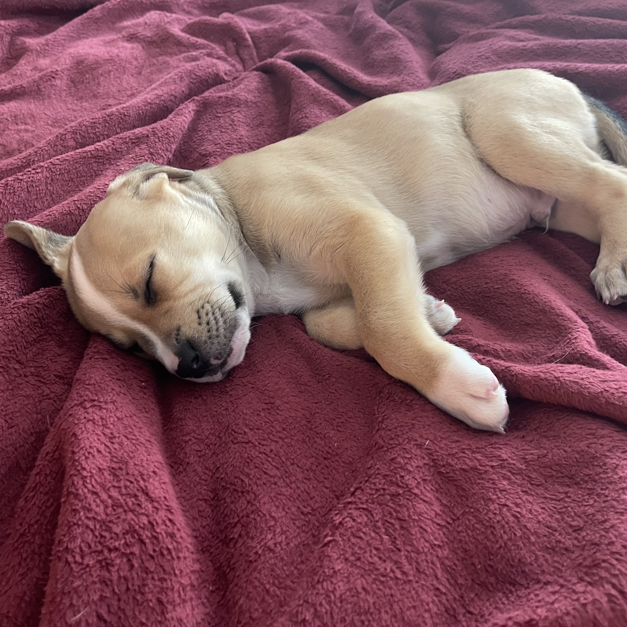 Vulcan Park Animal Care Homewood