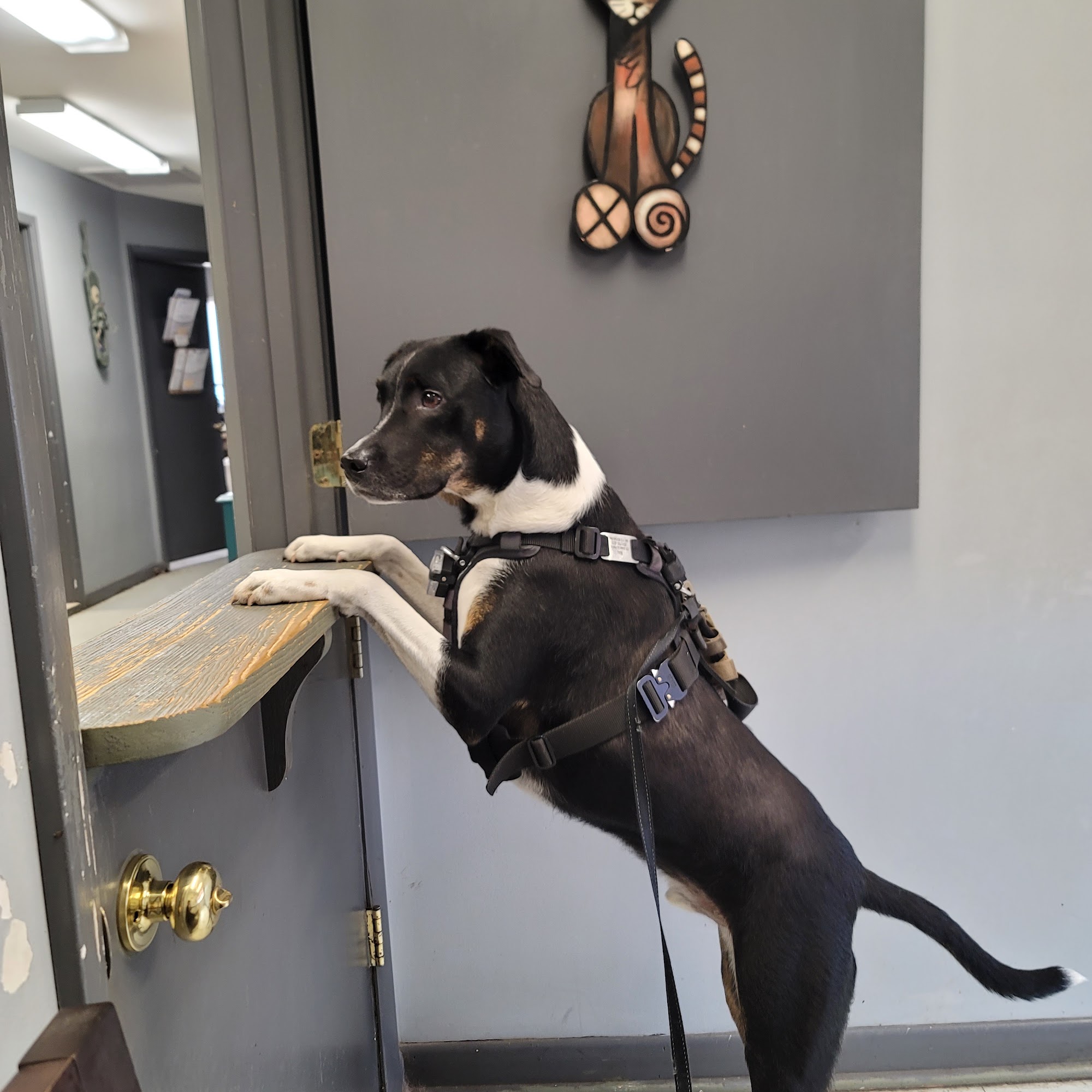 Homewood Animal Hospital Homewood