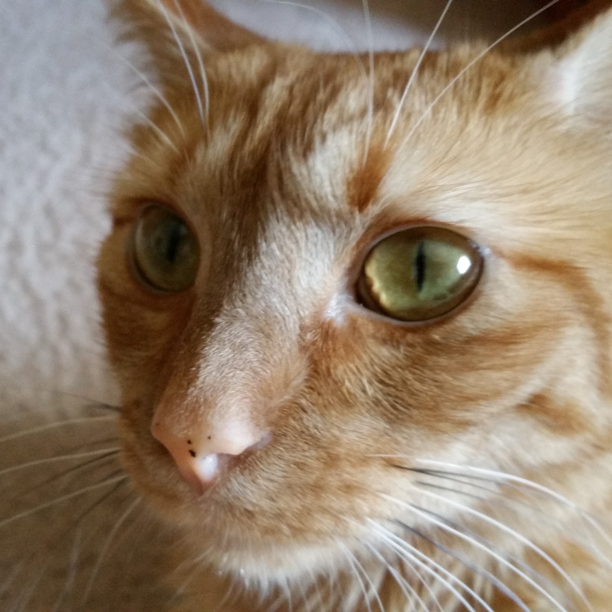 Galleria Animal Clinic Hoover