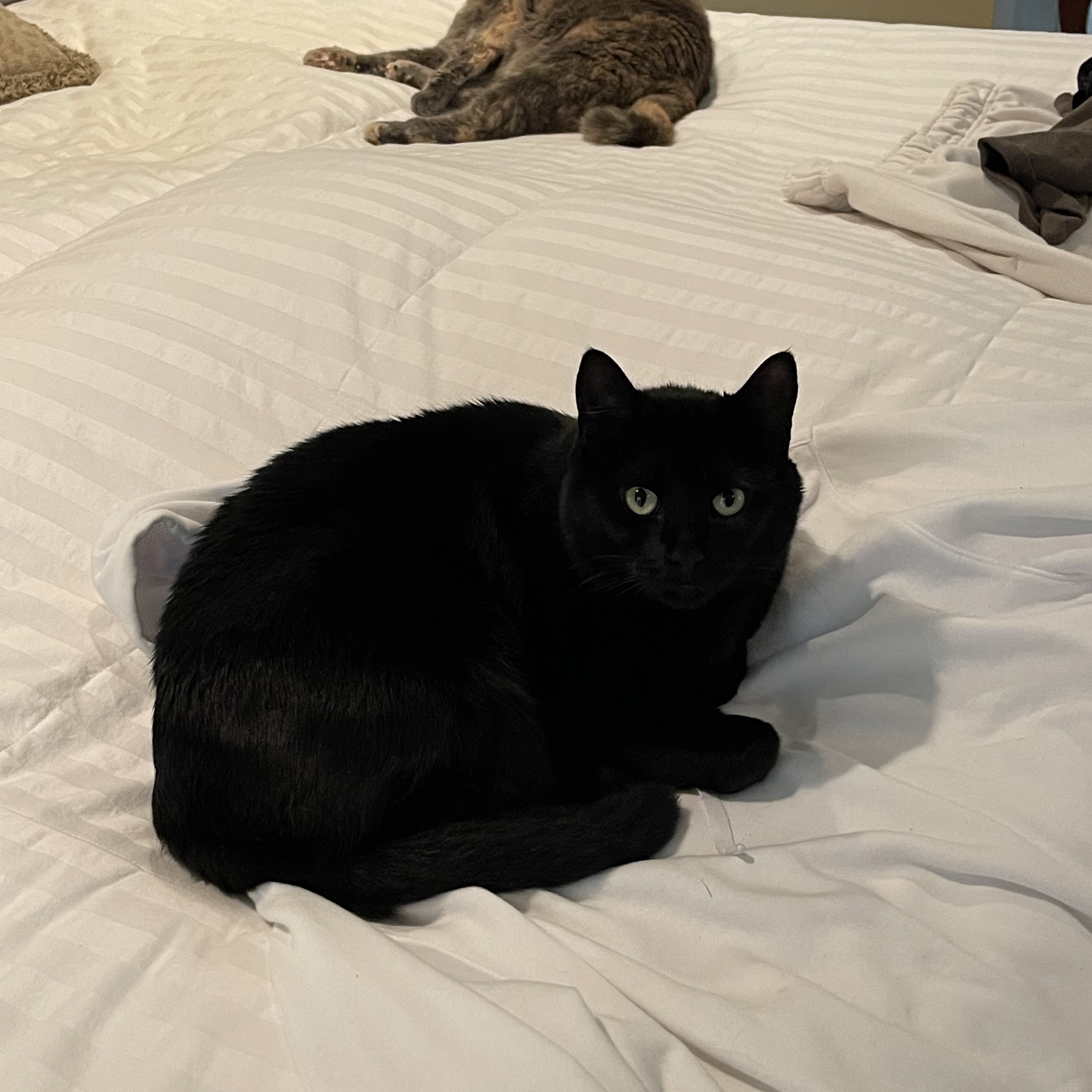 Lake Crest Animal Clinic Hoover