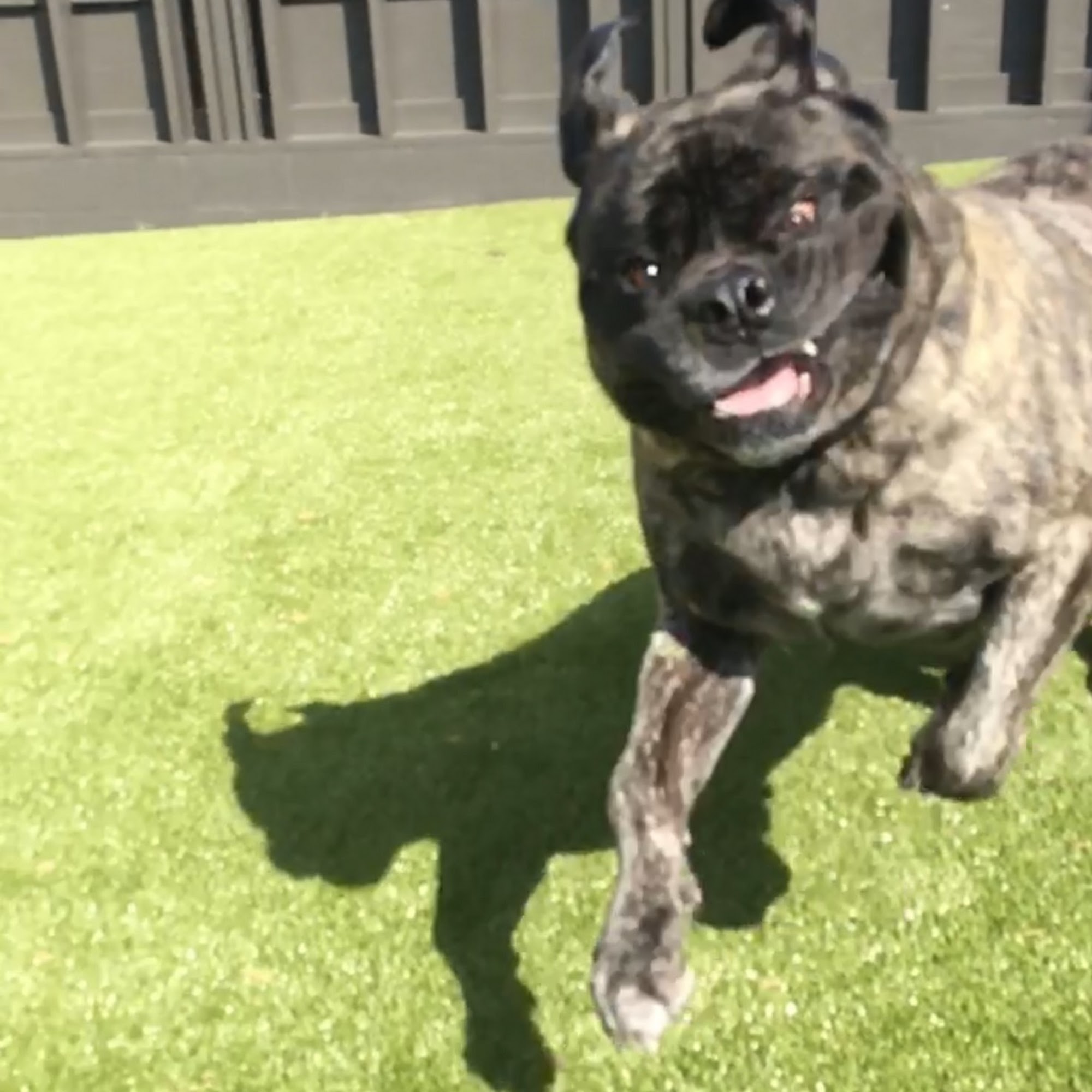 Ross Bridge Animal Hospital Hoover