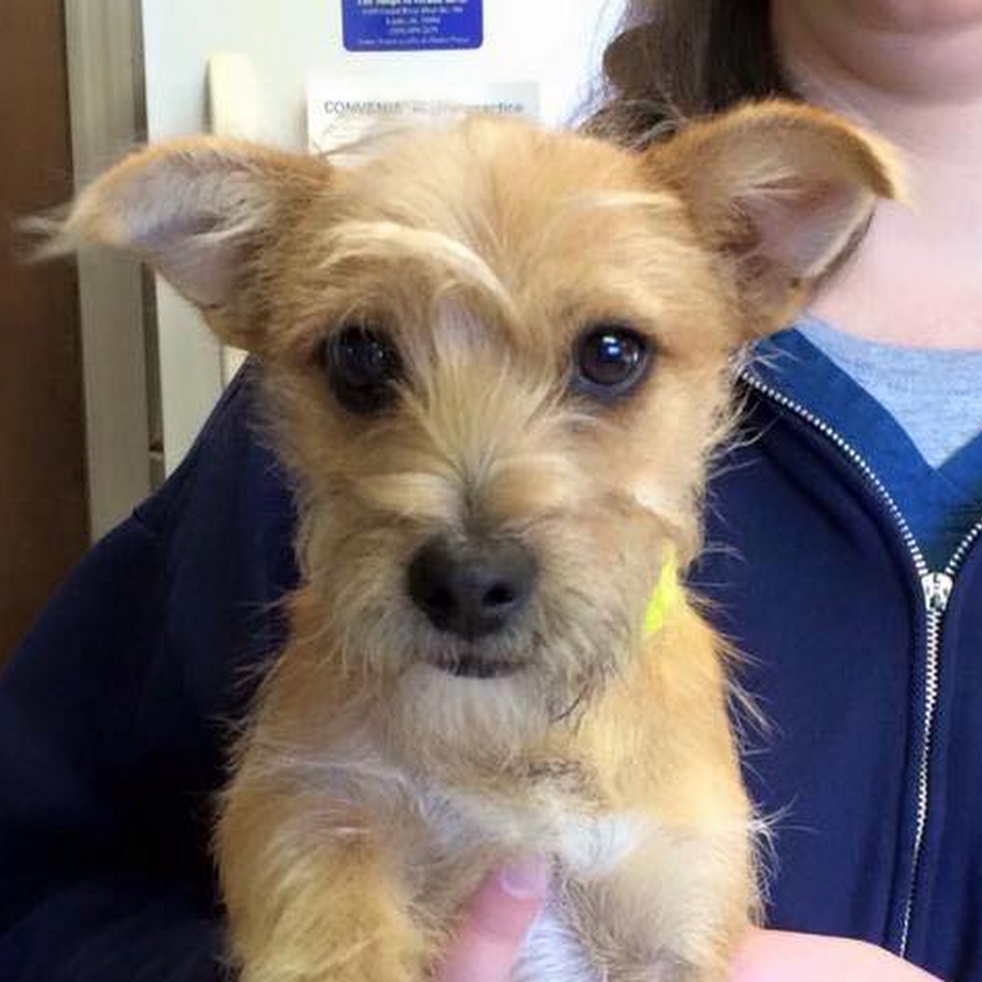 Oak View Animal Hospital Hoover