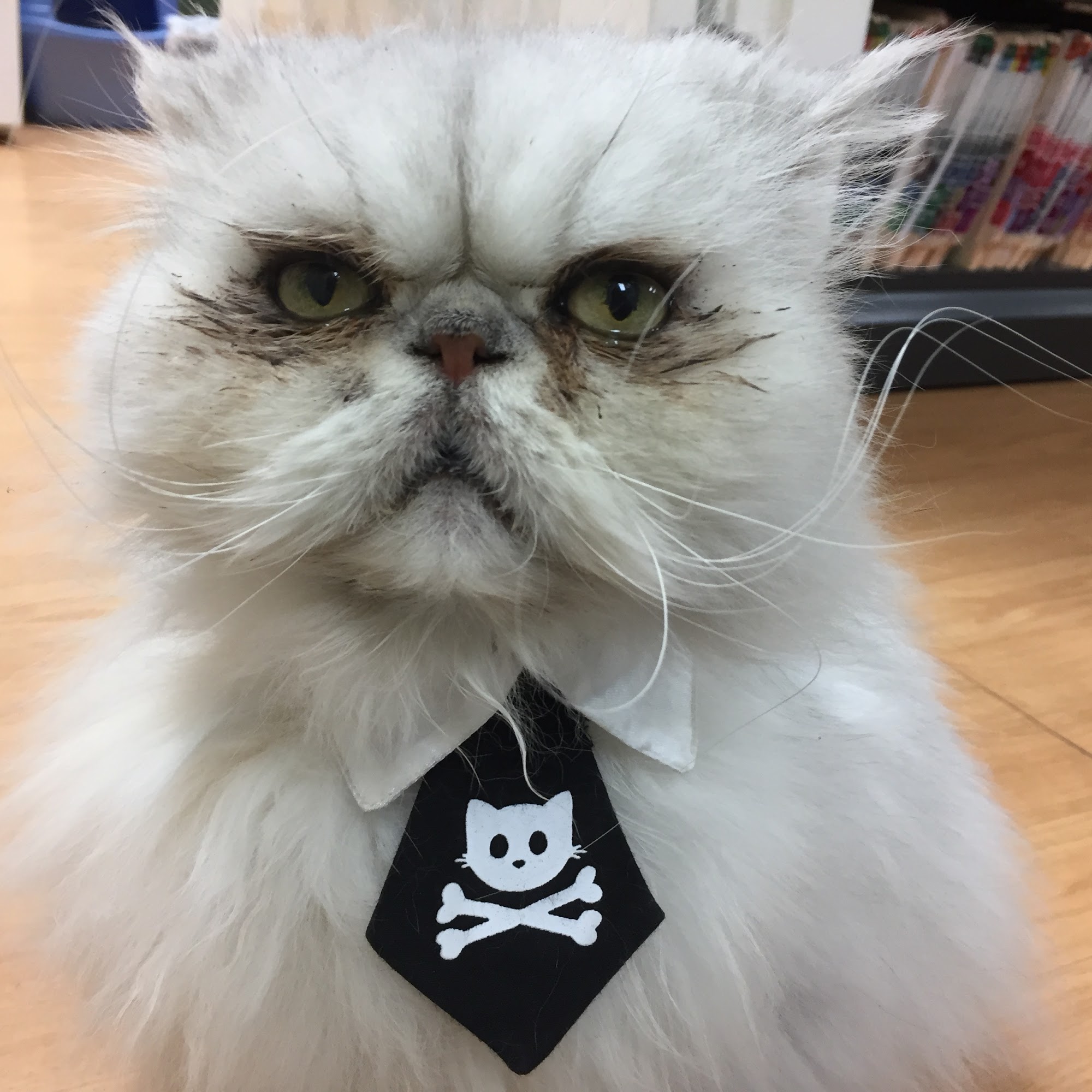 Metro Cat Clinic Hoover