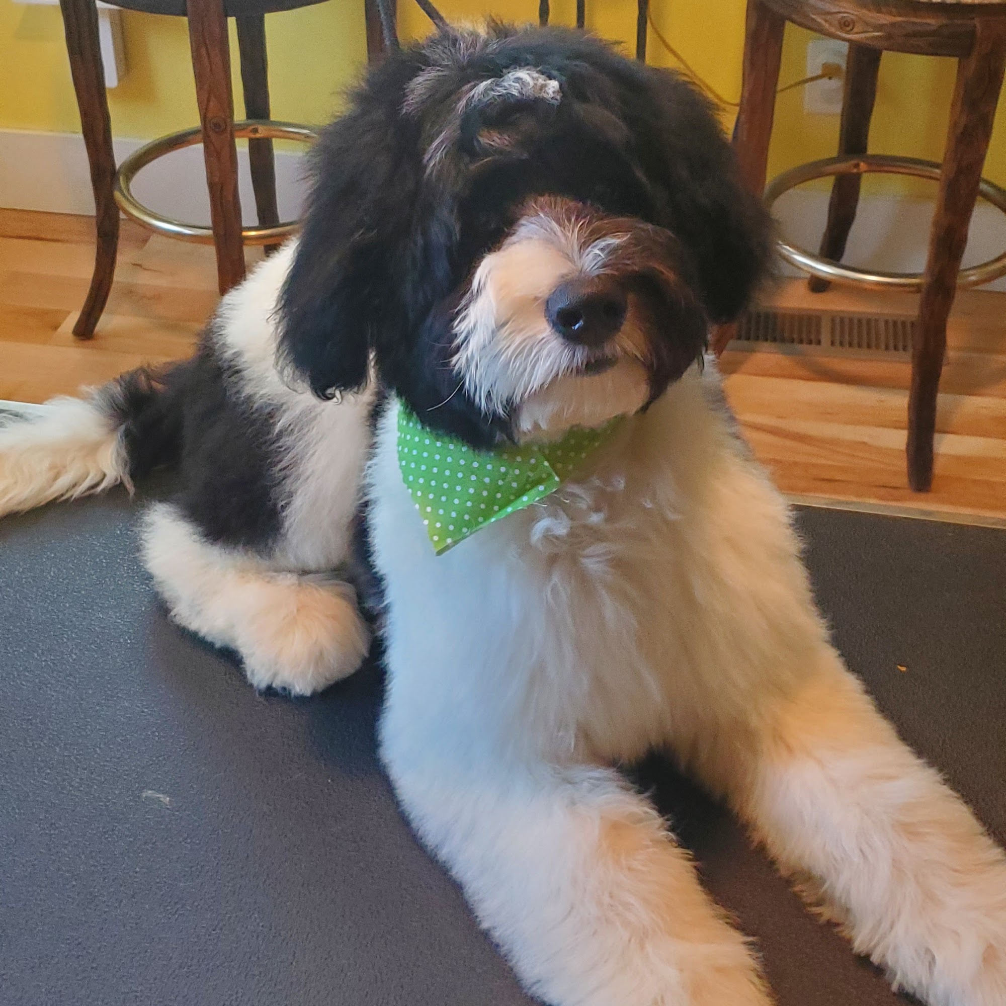 So Sassy Dog Grooming Hoover