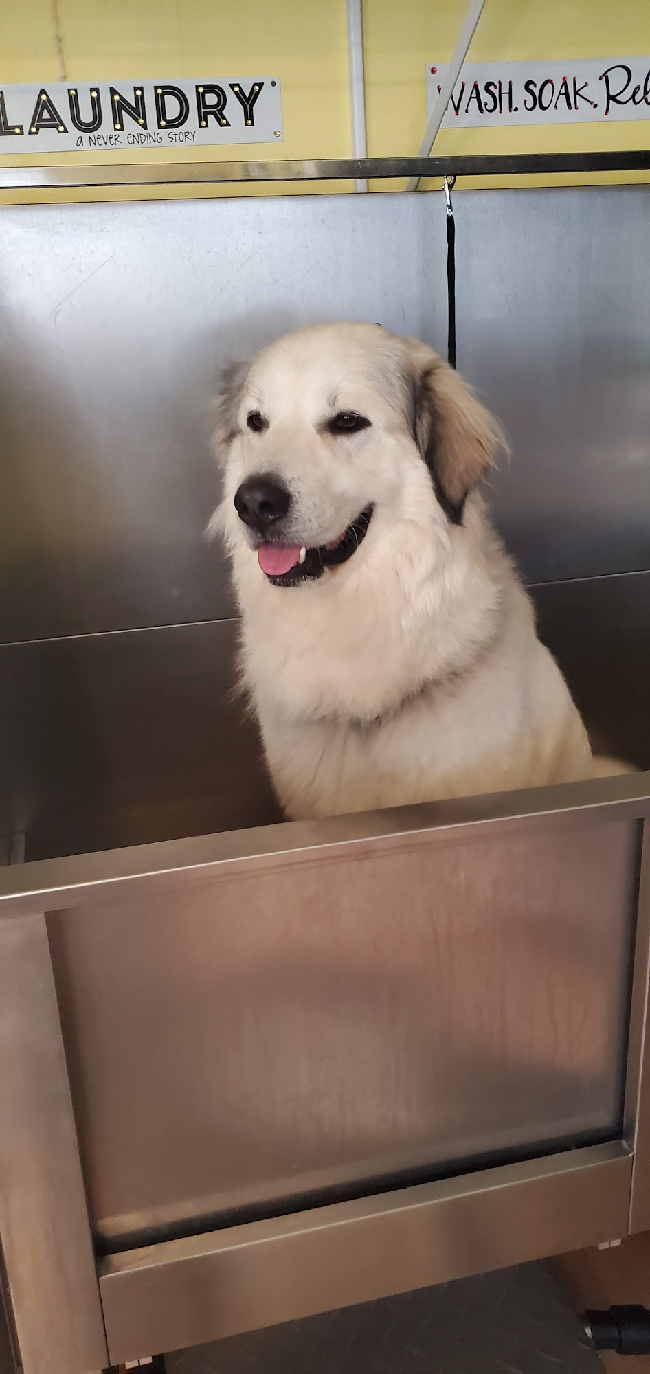 So Sassy Dog Grooming Hoover