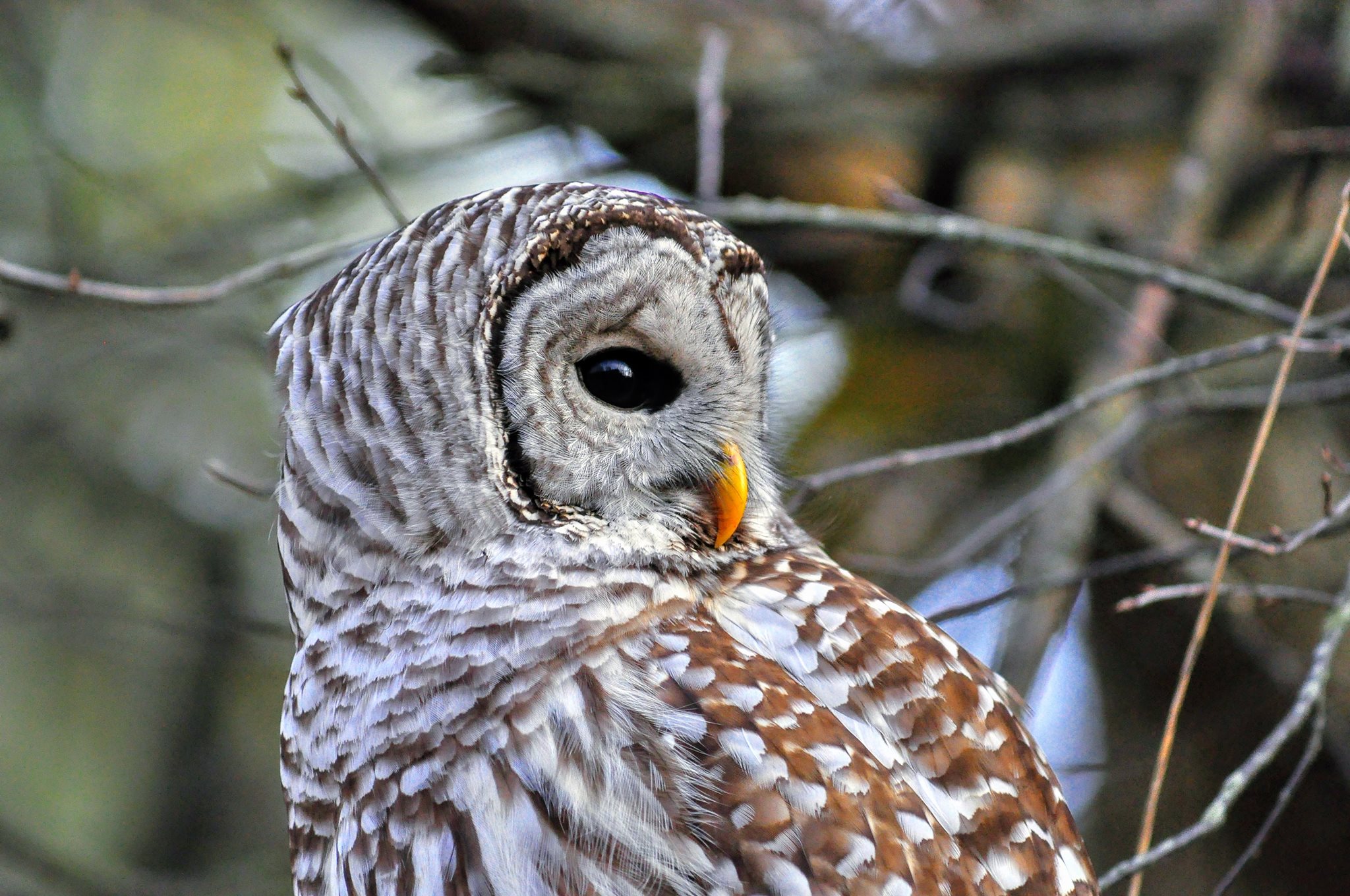 Michael L. Nelson Photography