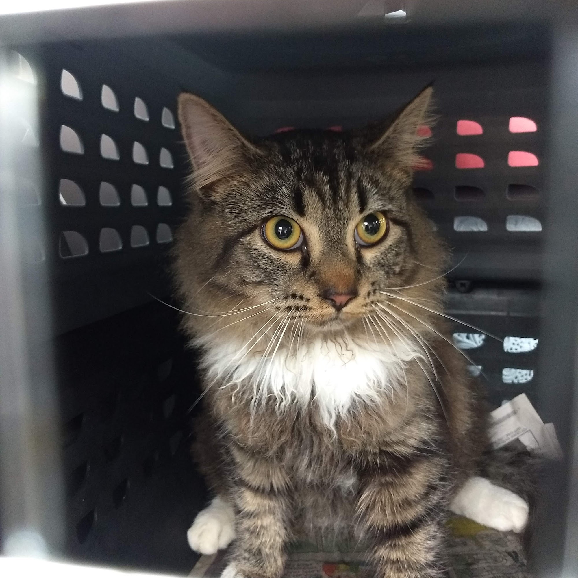 Hueytown Veterinary Clinic & Pet Lodge Hueytown