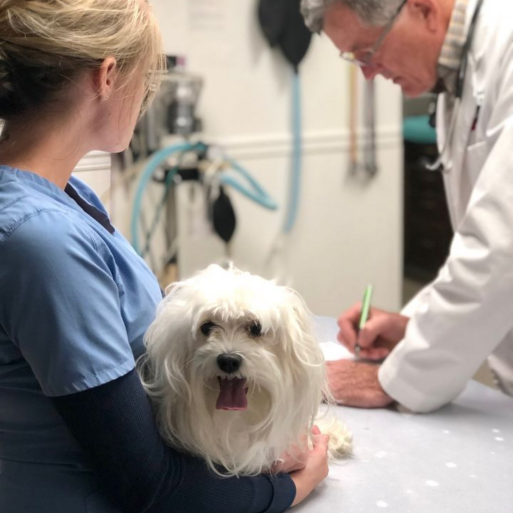 Whitesburg Animal Hospital Huntsville