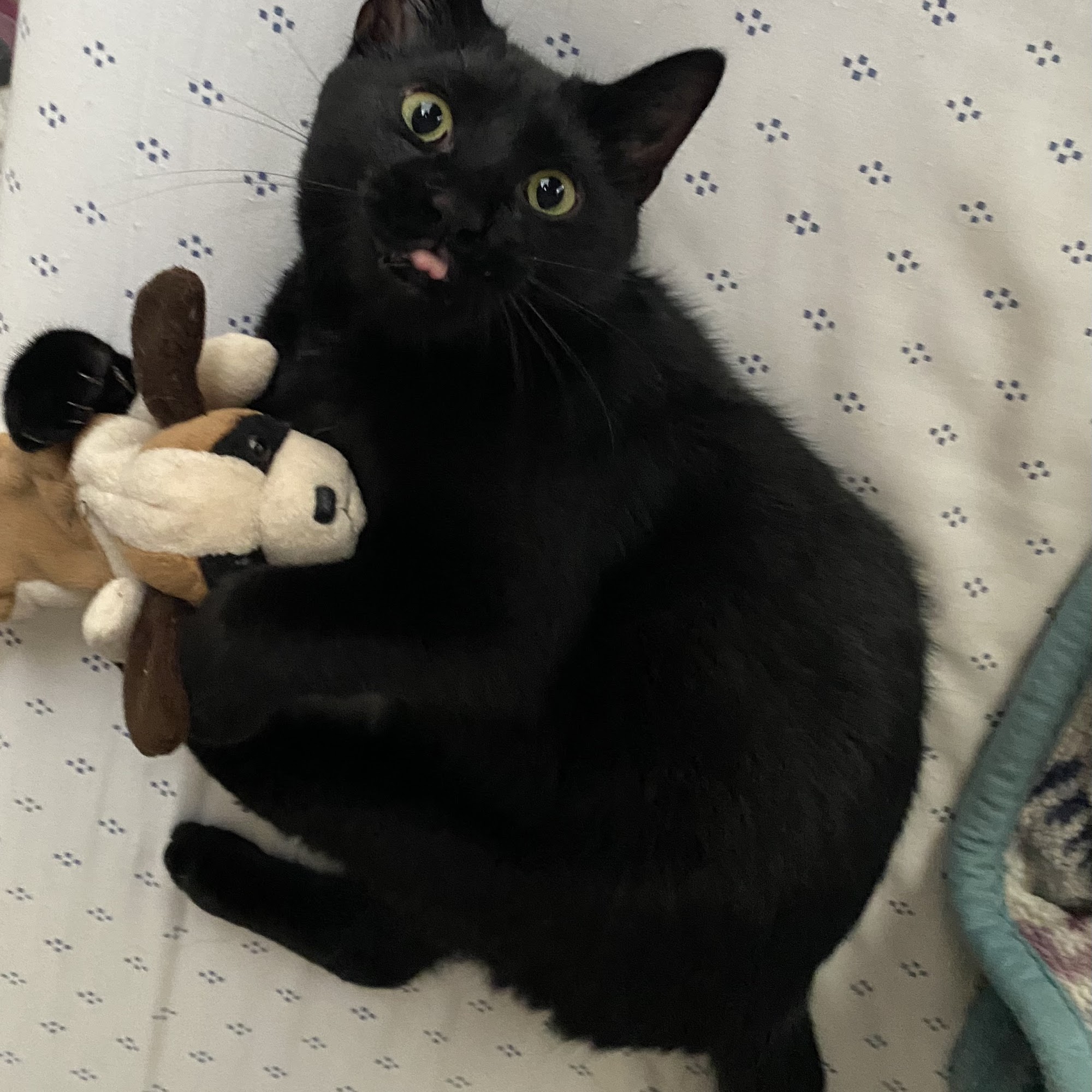 Bentley Animal Hospital Huntsville