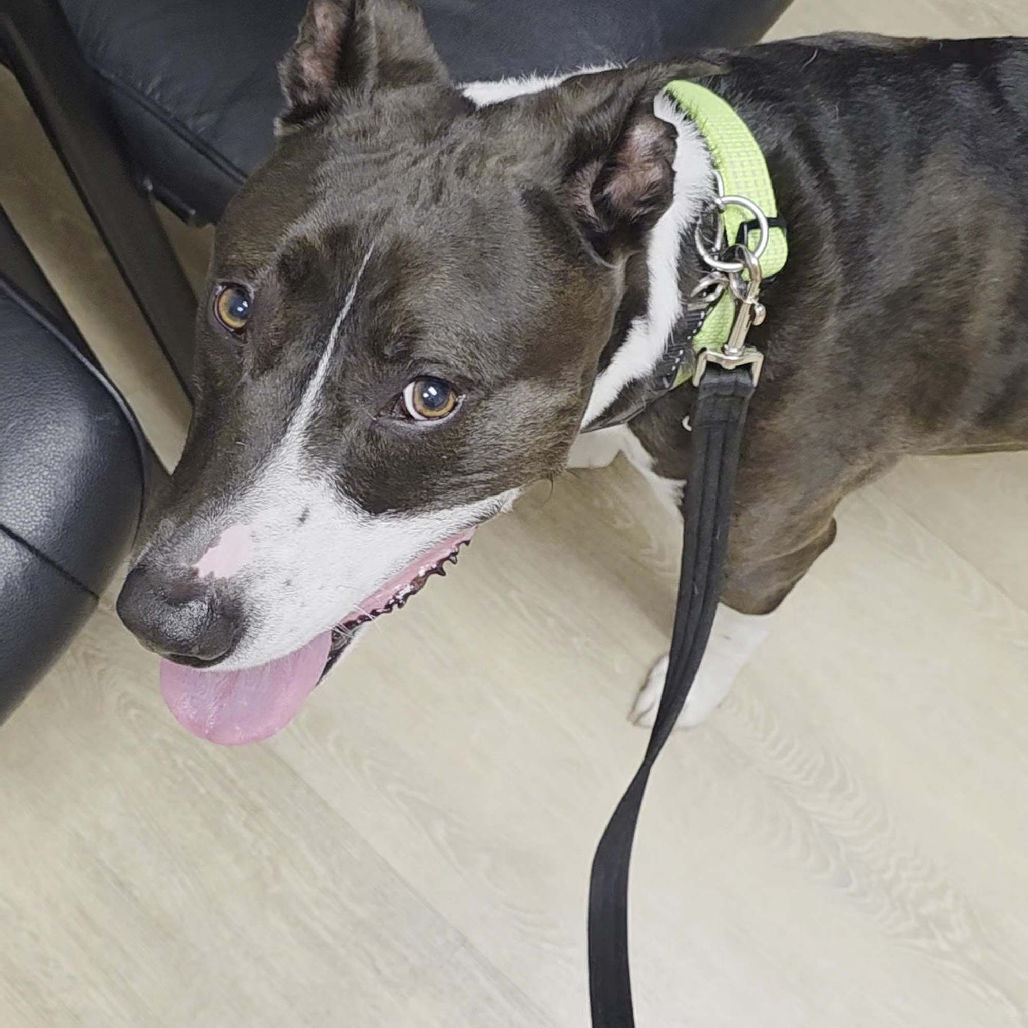 Green Cove Pet Hospital Huntsville