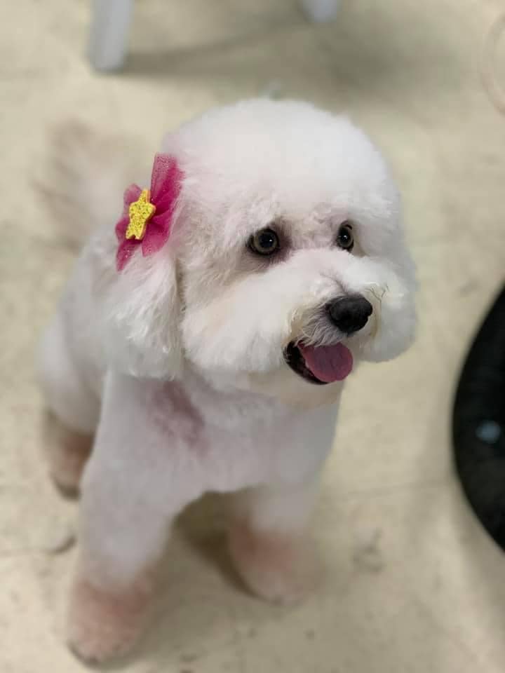 The Dapper Dog Spaw Huntsville