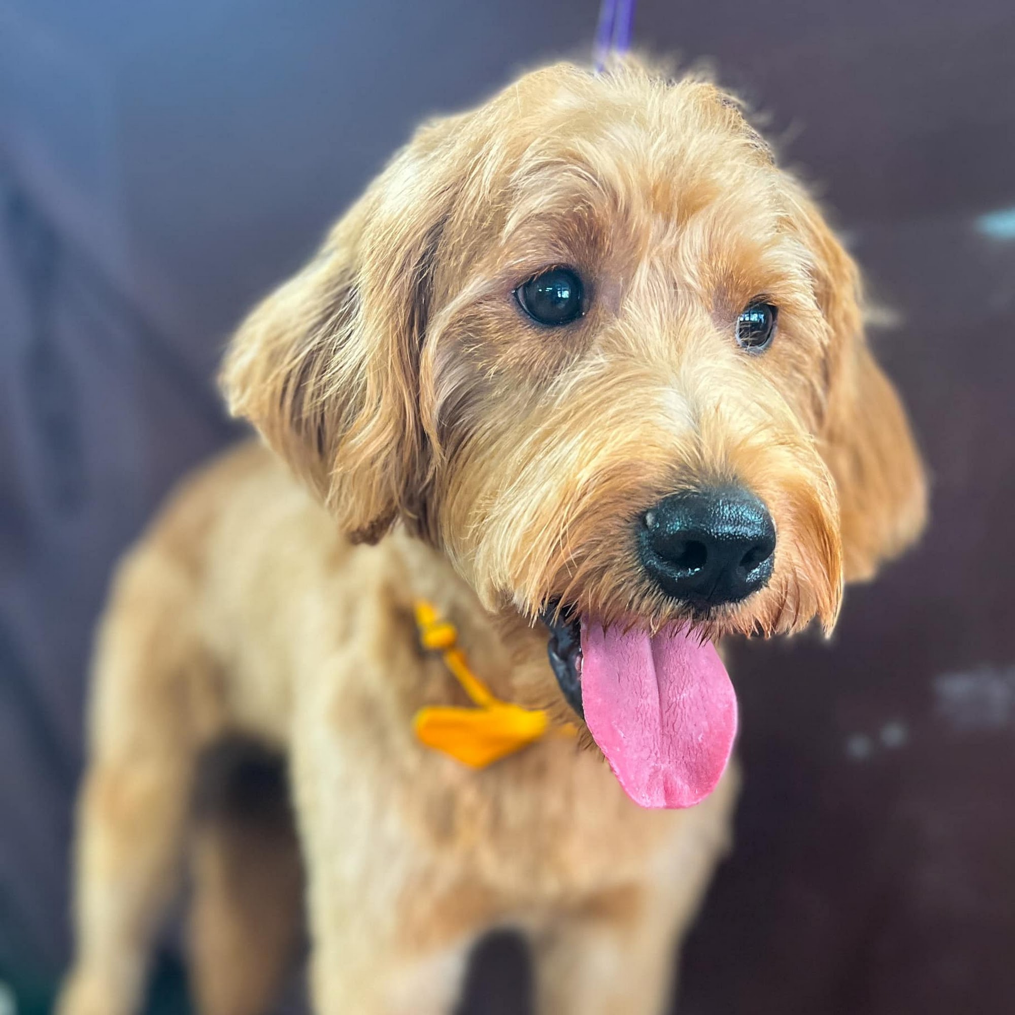 Dani B Dog Grooming & Photography Huntsville