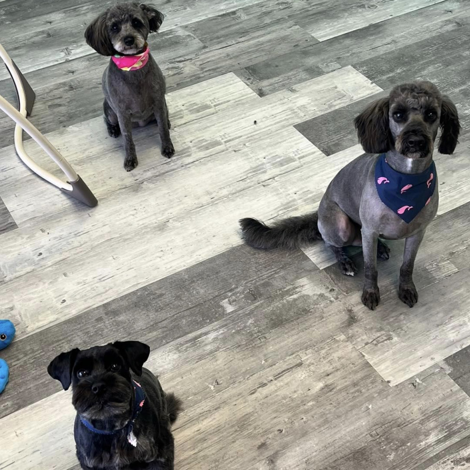 Kayes Yappy Hour LLC Huntsville