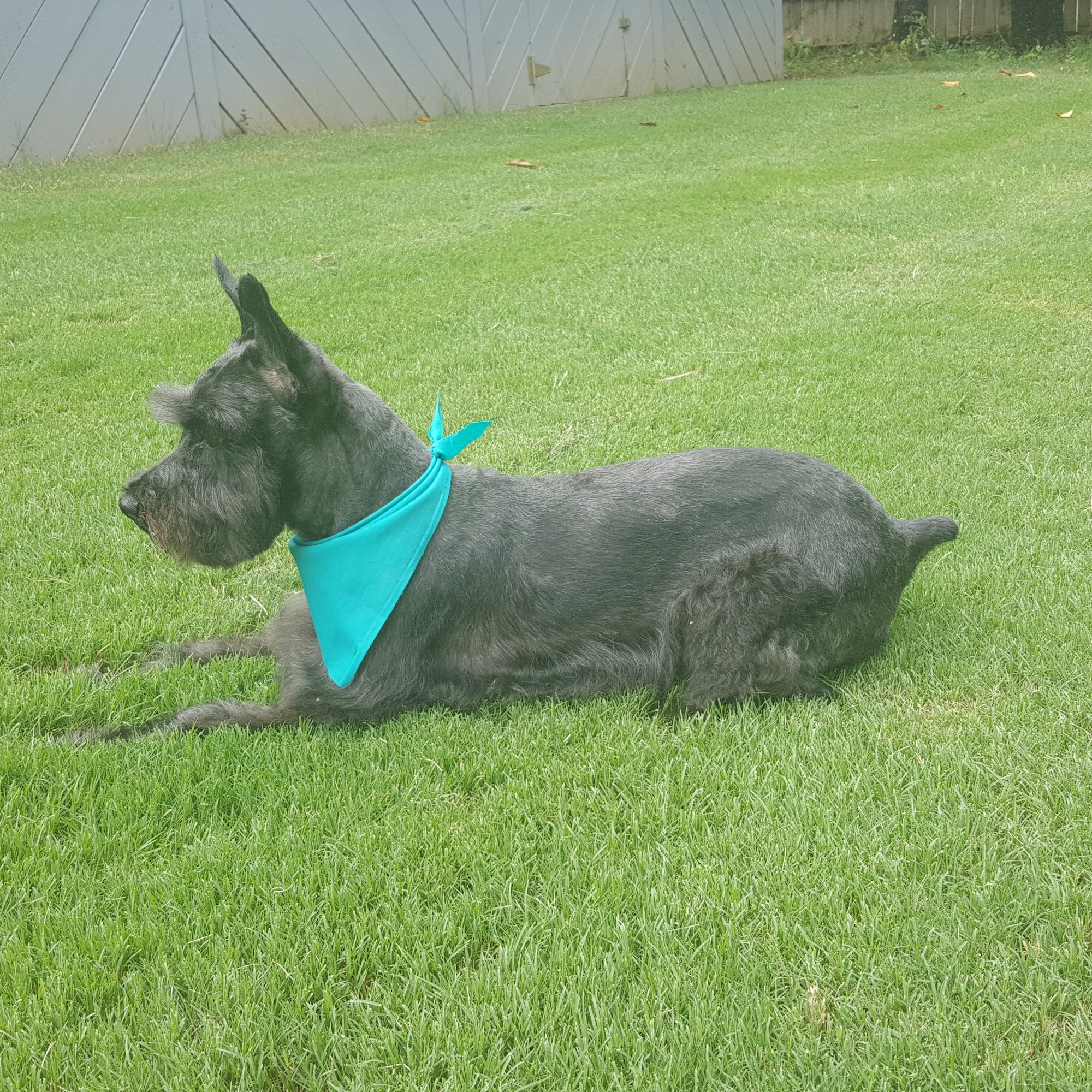 Doggie styles and Day Spa Huntsville