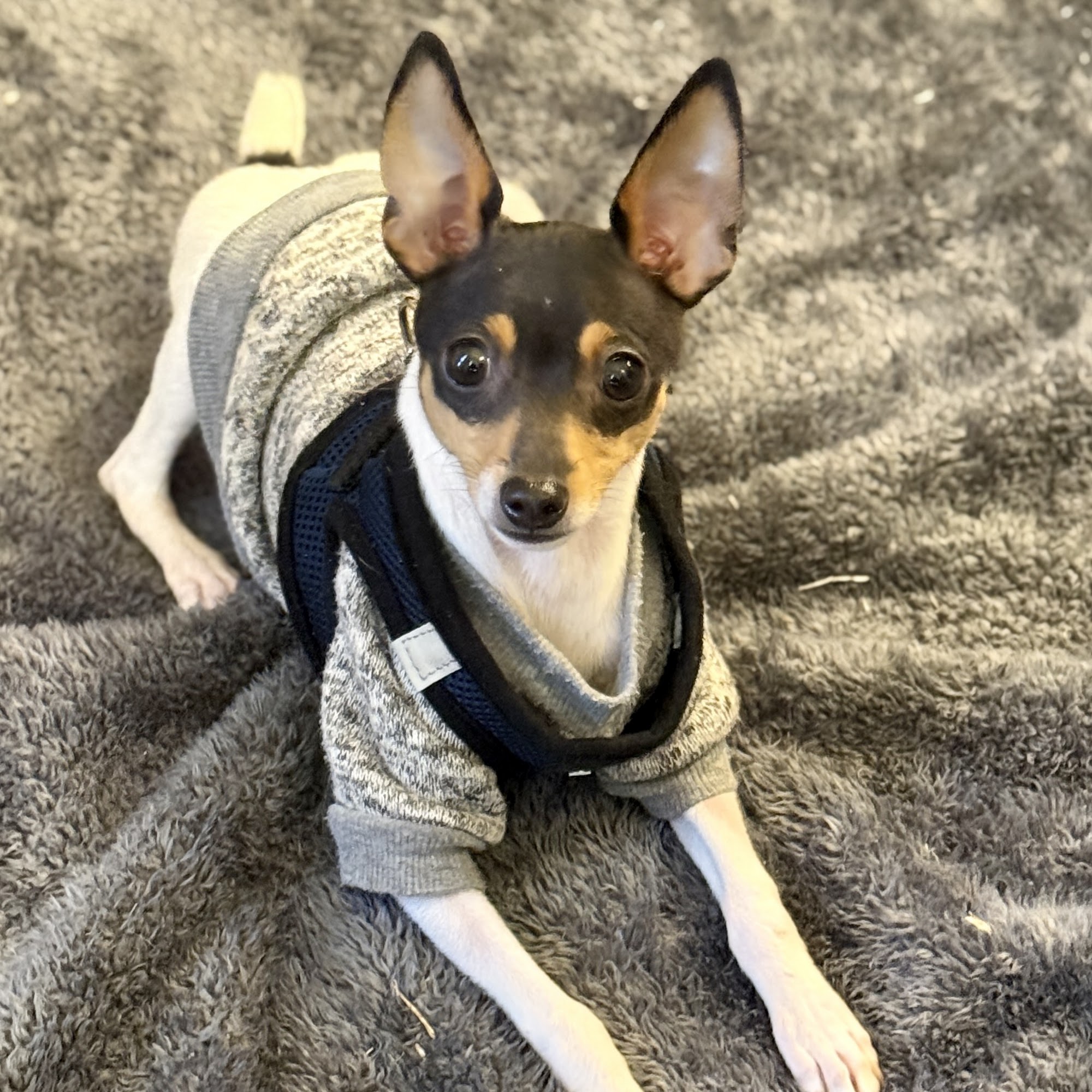 Top Gun Dog Training Huntsville