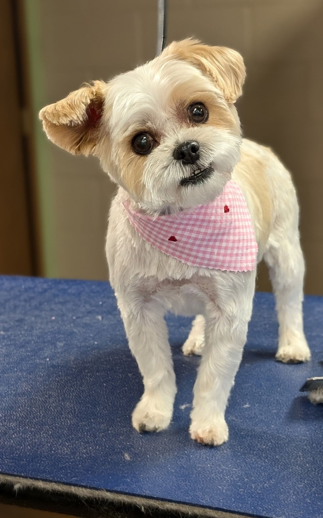 SouthPaw Pet Grooming Huntsville