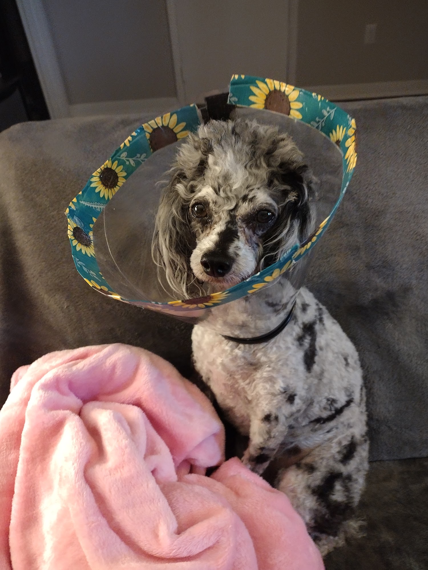 Animal Eye Center Huntsville