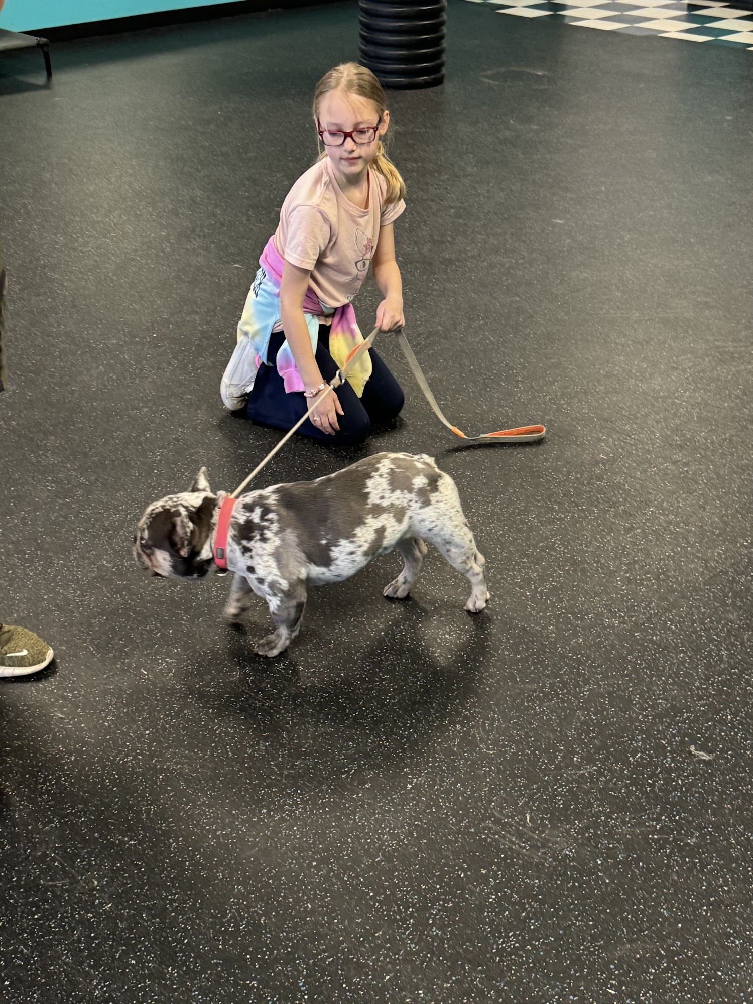 Balanced K9 Academy Huntsville