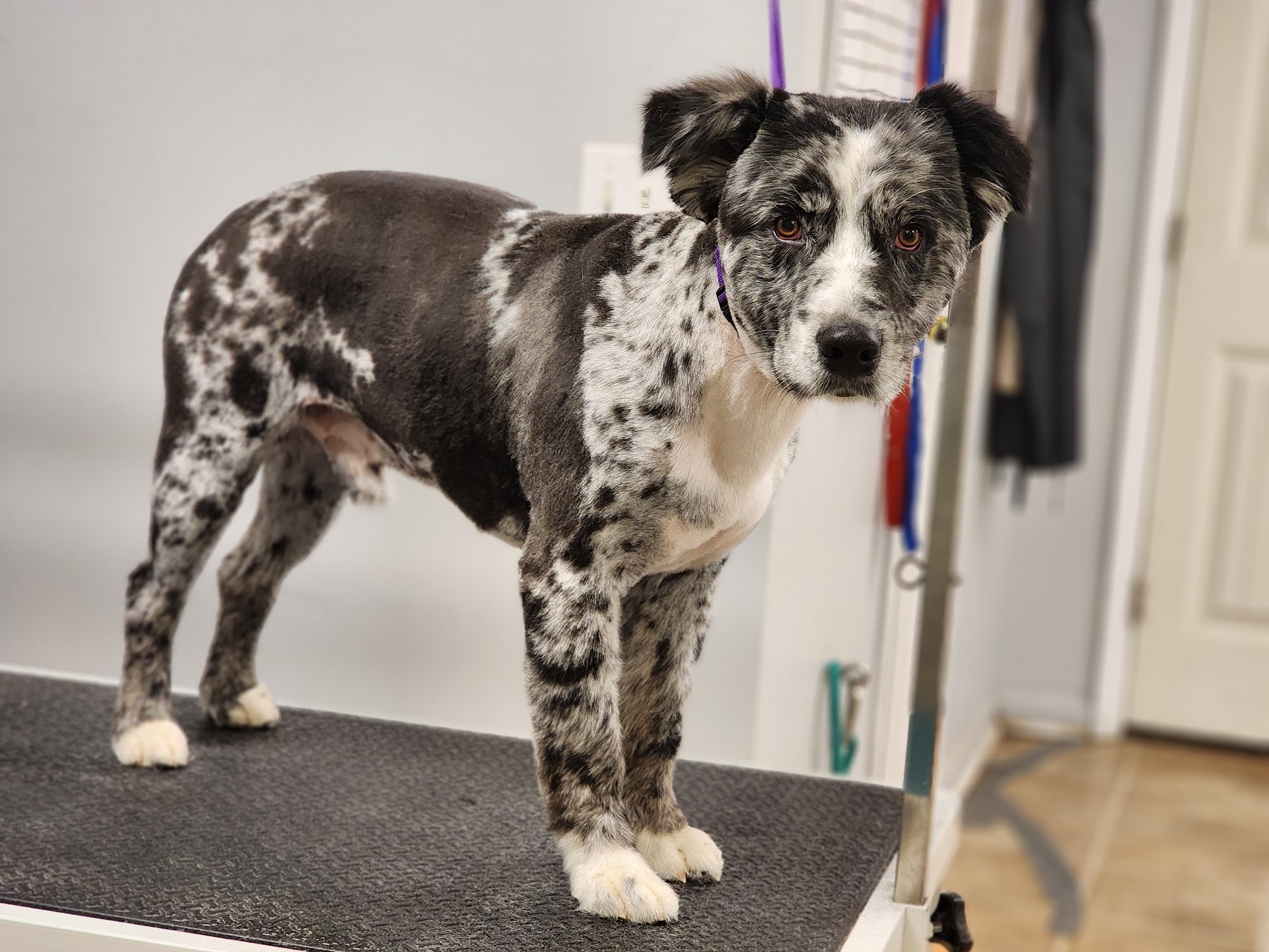 Zen Dog Grooming Huntsville
