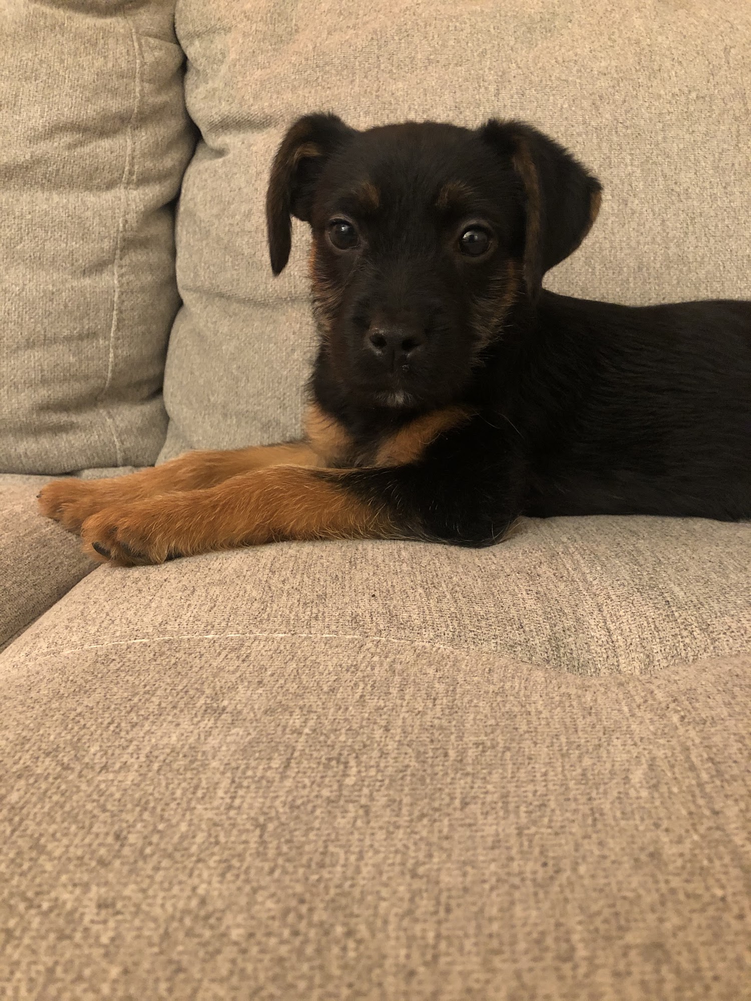 Grants Mill Animal Hospital Irondale