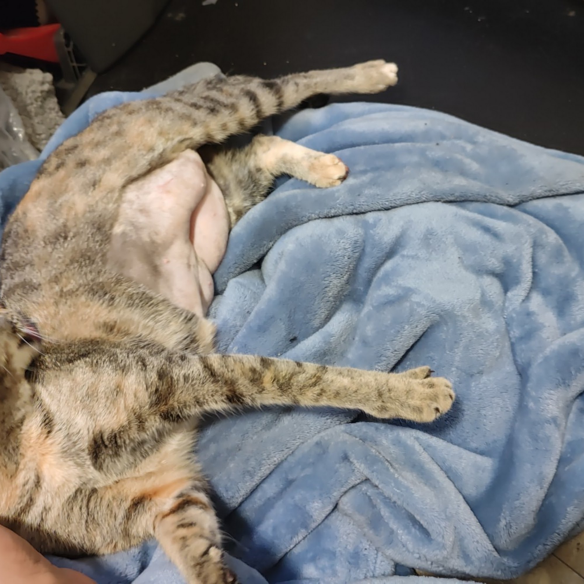 Alabama Spay Neuter Clinic Inc Irondale