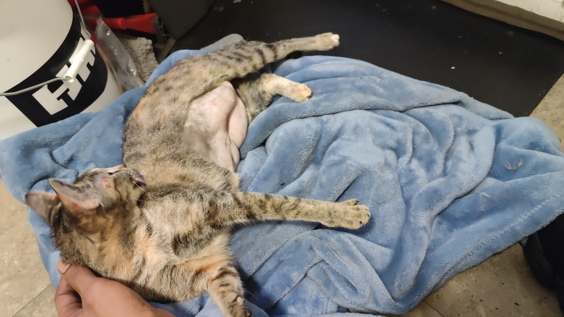 Alabama Spay Neuter Clinic Inc Irondale