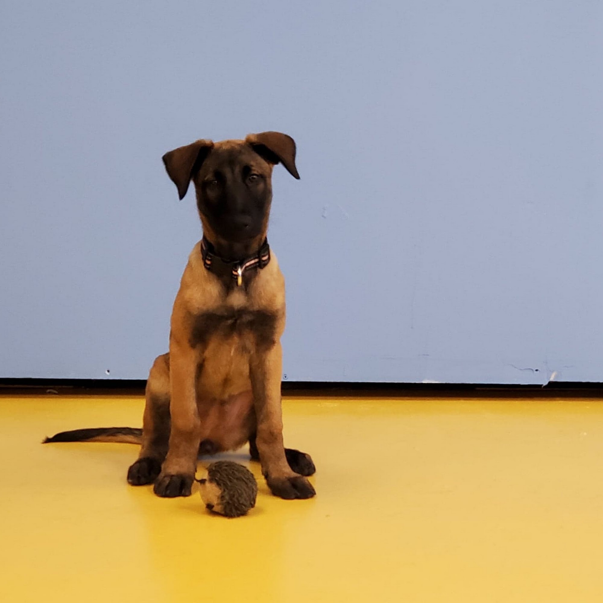 Infinity Dog Training and Education Irondale