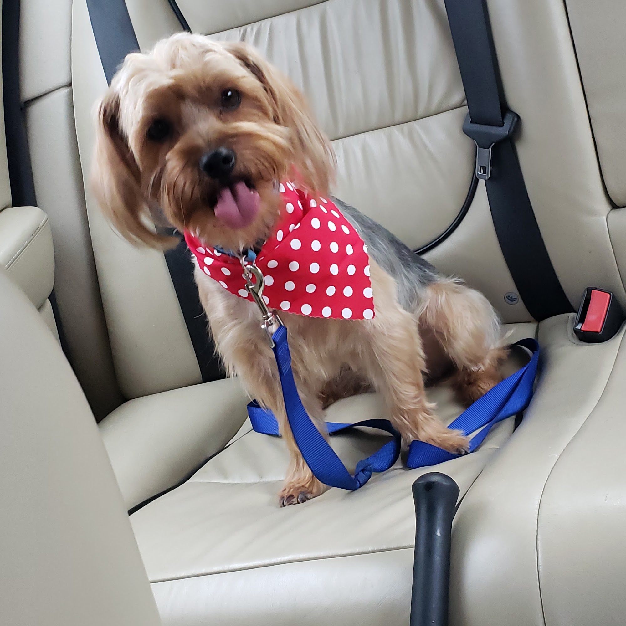 Happy Dog Grooming Salon Jacksonville