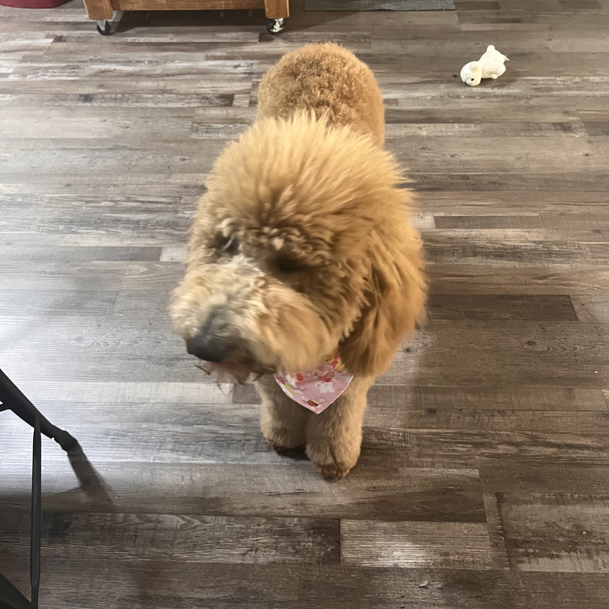 Wags & Whiskers Jasper