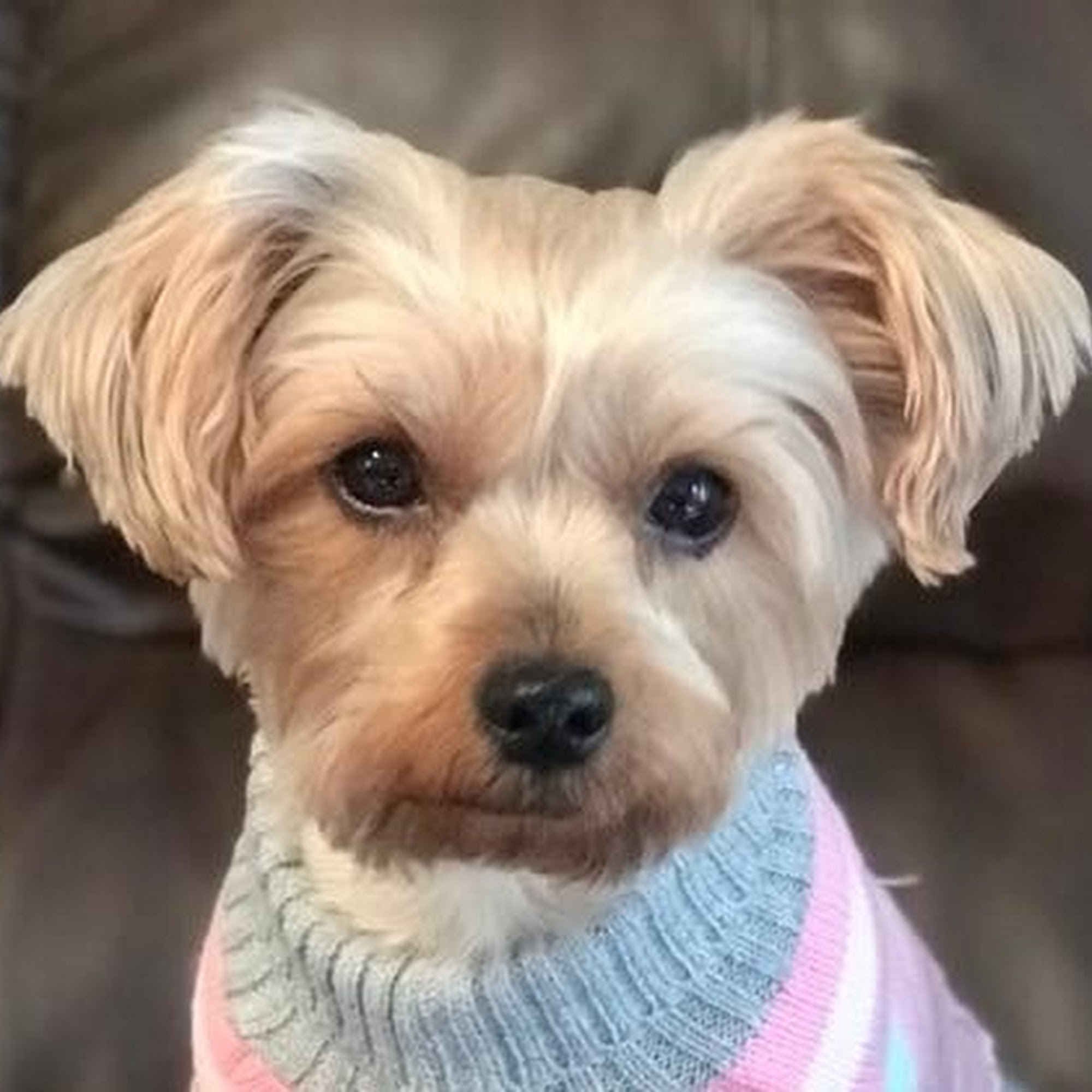 Ghenas Glamour Paws Jasper