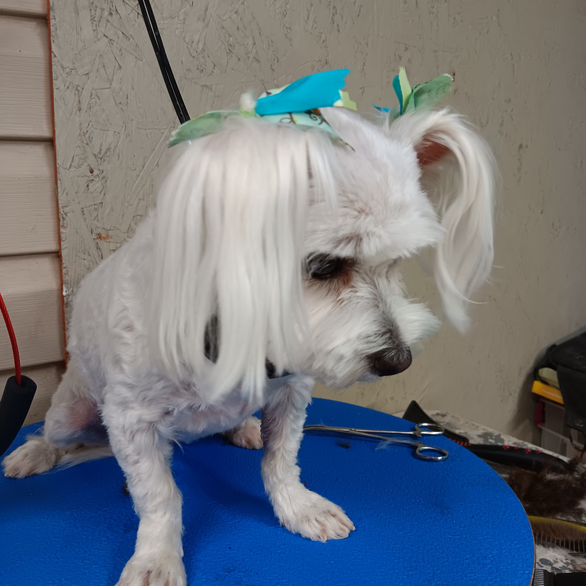 Canine Corner Grooming 11343 AL-67, Joppa Alabama 35087