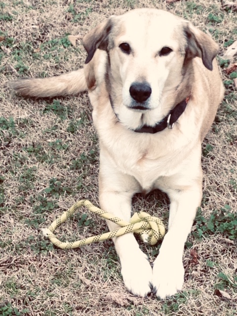 Pampered Pets Boarding & Grooming Killen