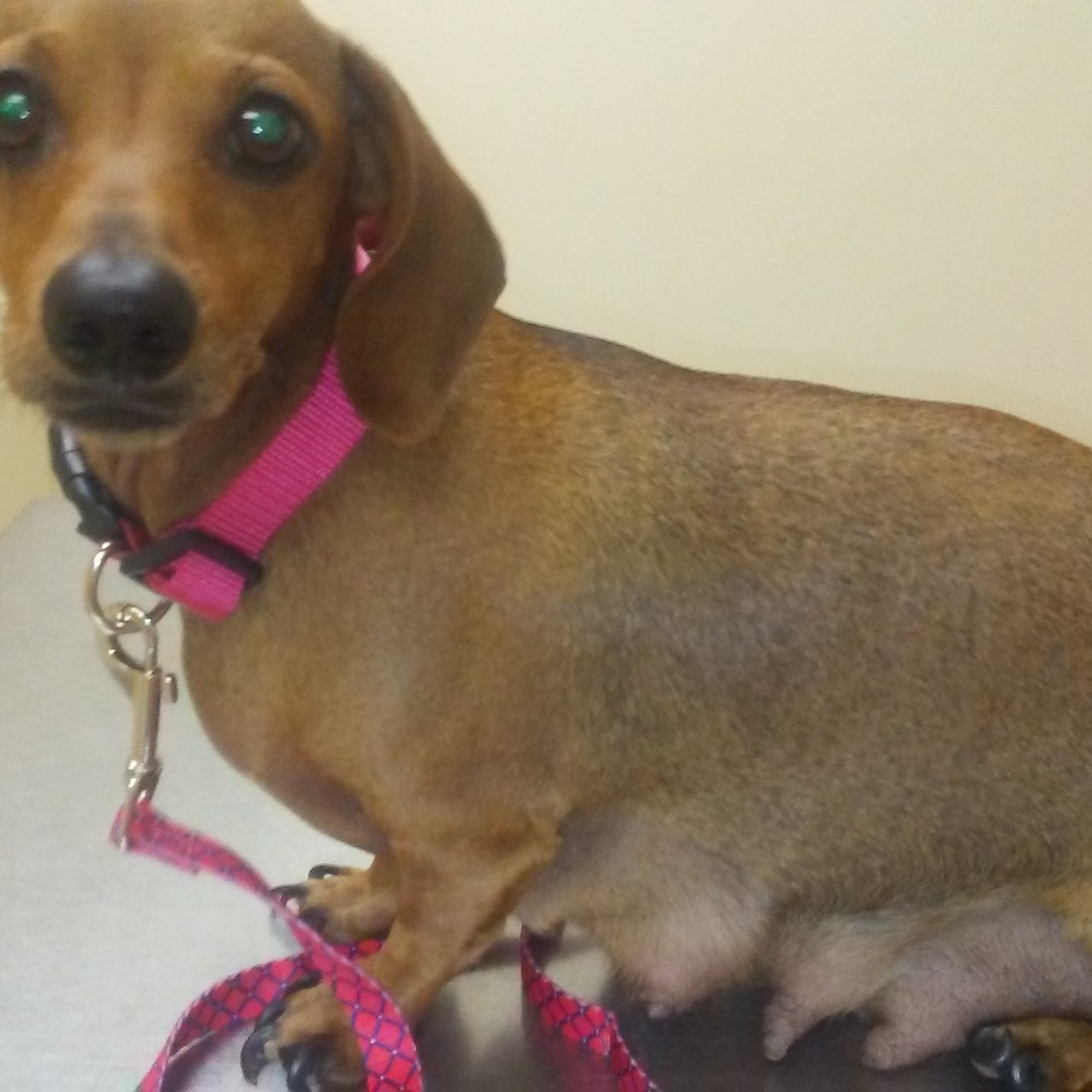 Riverside Veterinary Hospital Inc Lanett