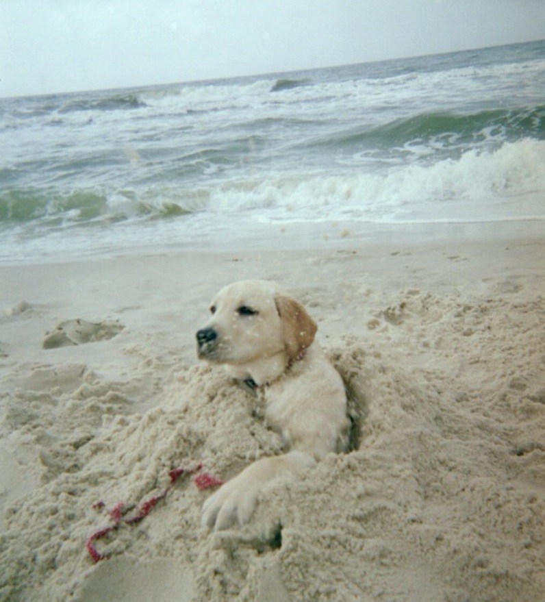 Lillian Veterinary Hospital Lillian