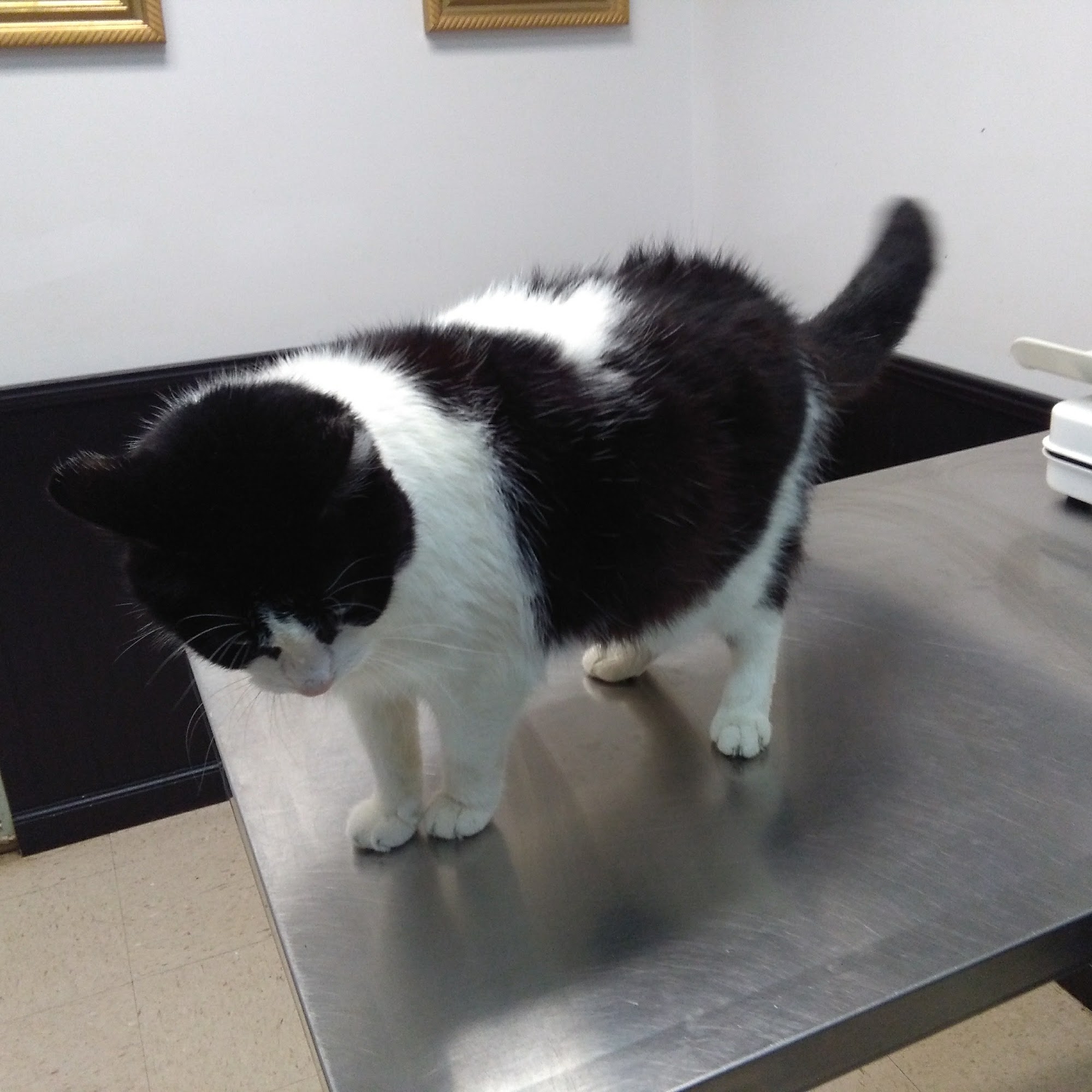 Lincoln Veterinary Clinic LLC Lincoln