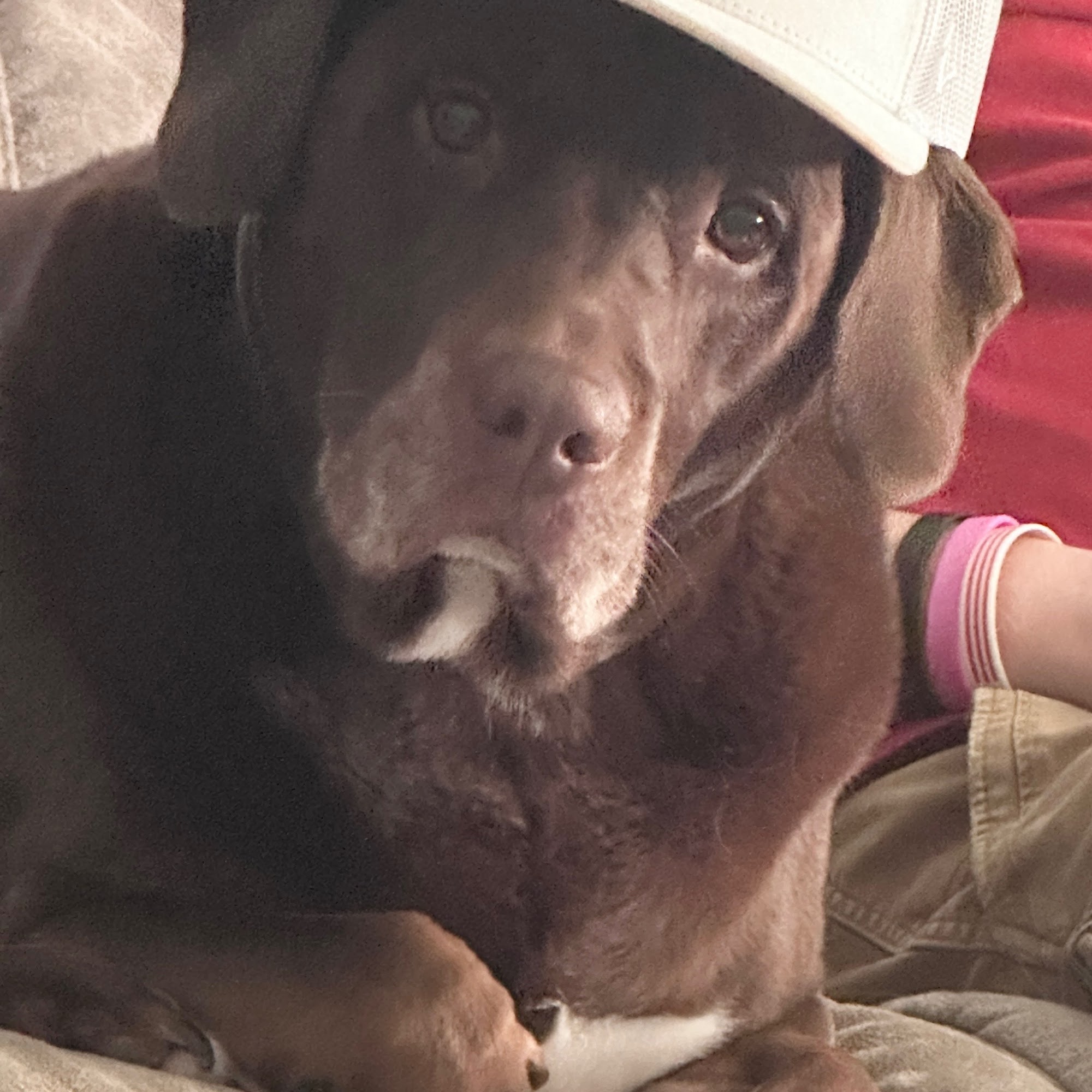 Hillman David DVM 275 Magnolia St S, Lincoln Alabama 35096