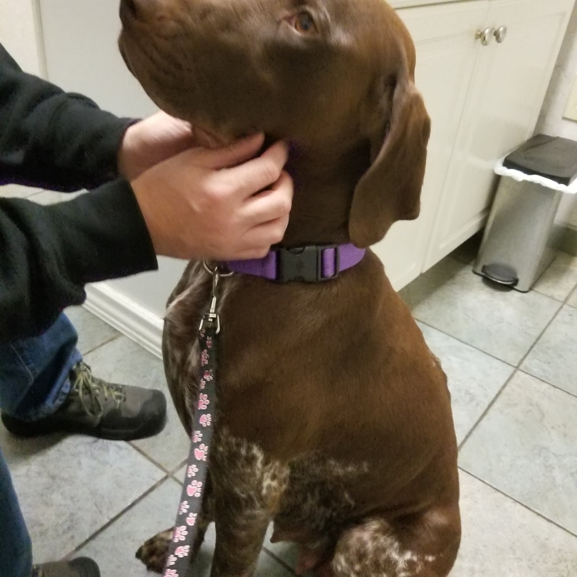 Madison Animal Care Hospital Madison