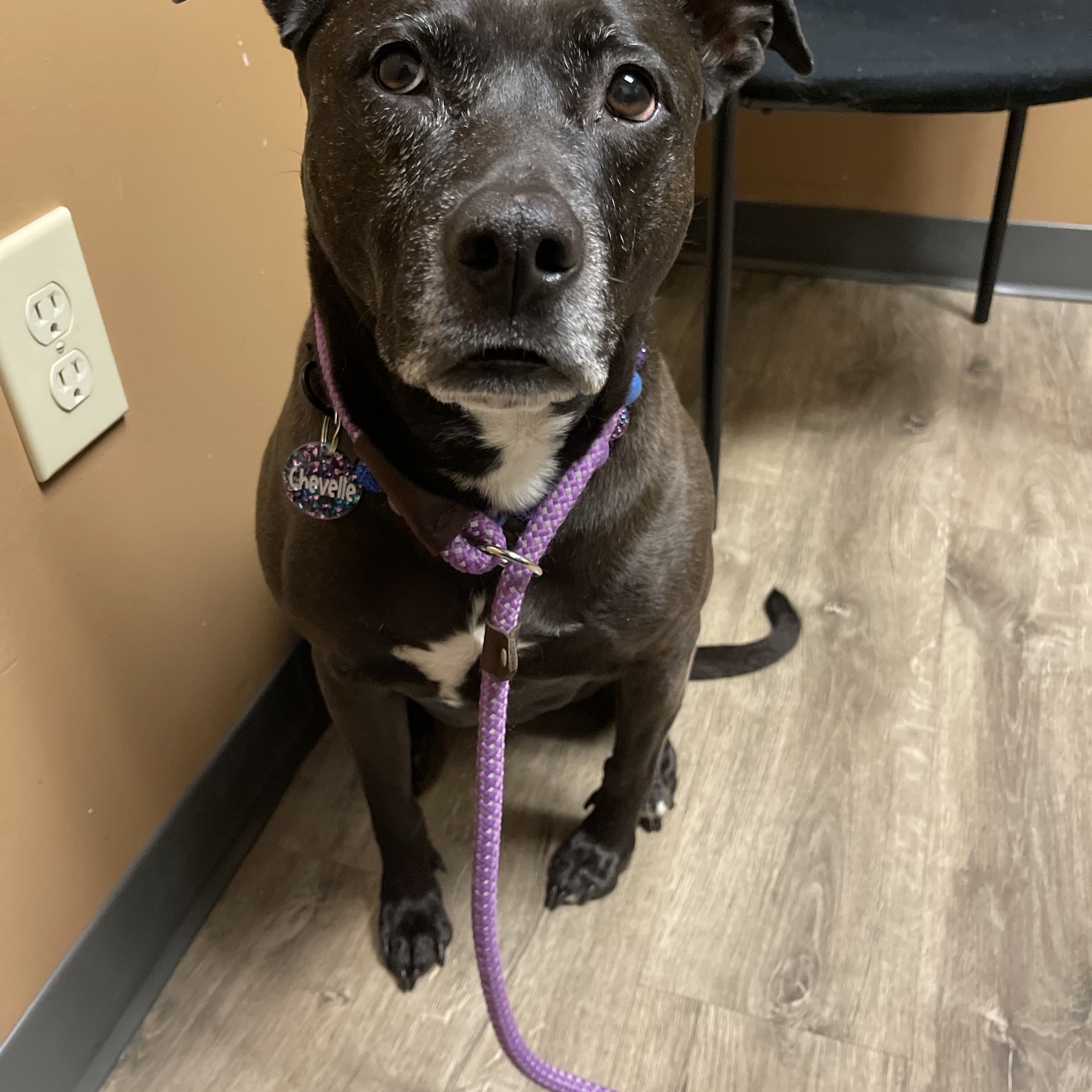 Best Friends Animal Hospital Madison