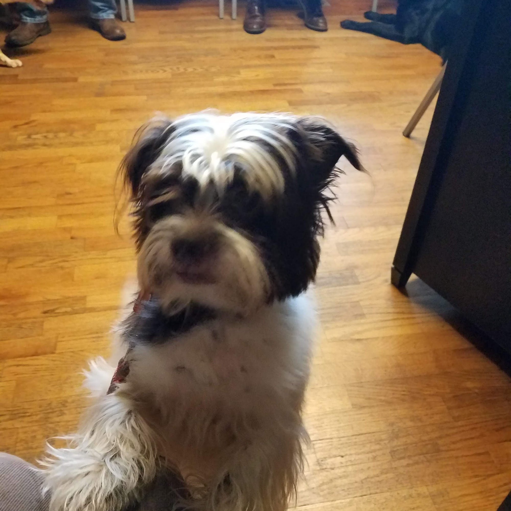 Cornerstone Animal Hospital Madison