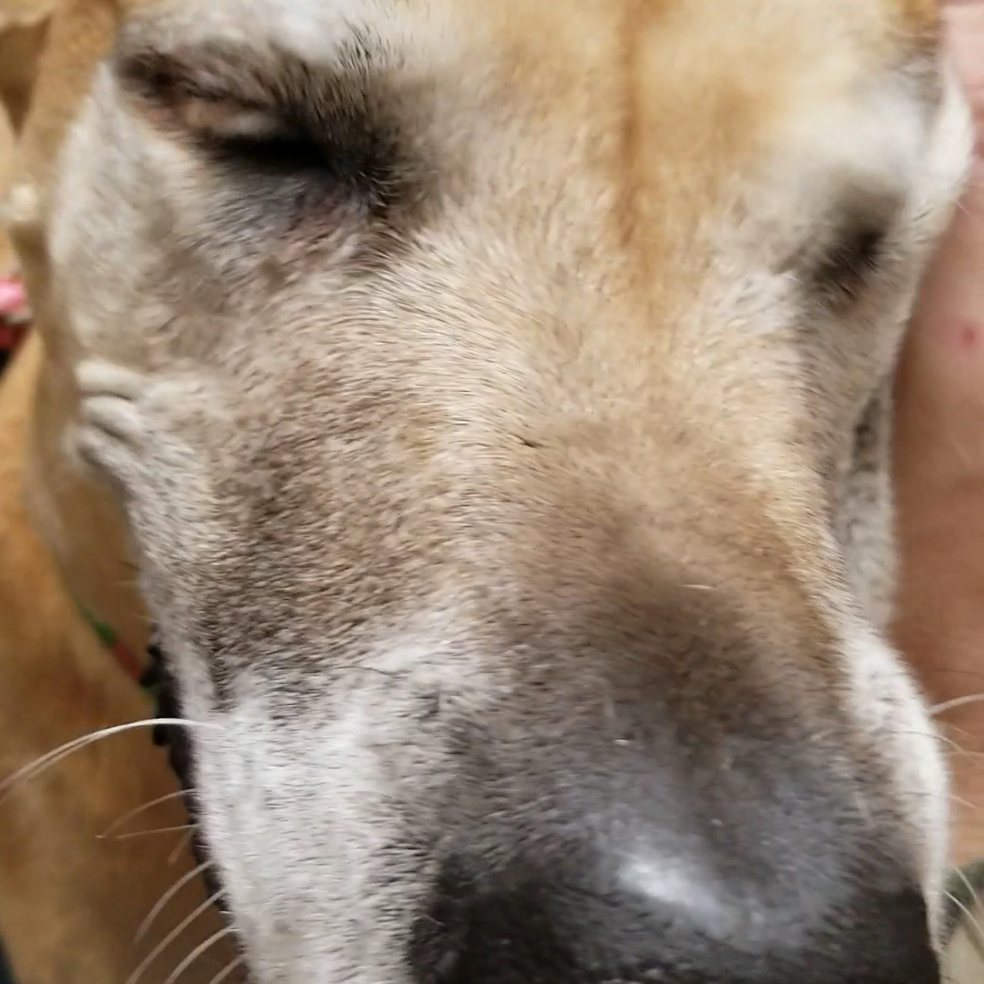 Pet Hospital of Madison Madison