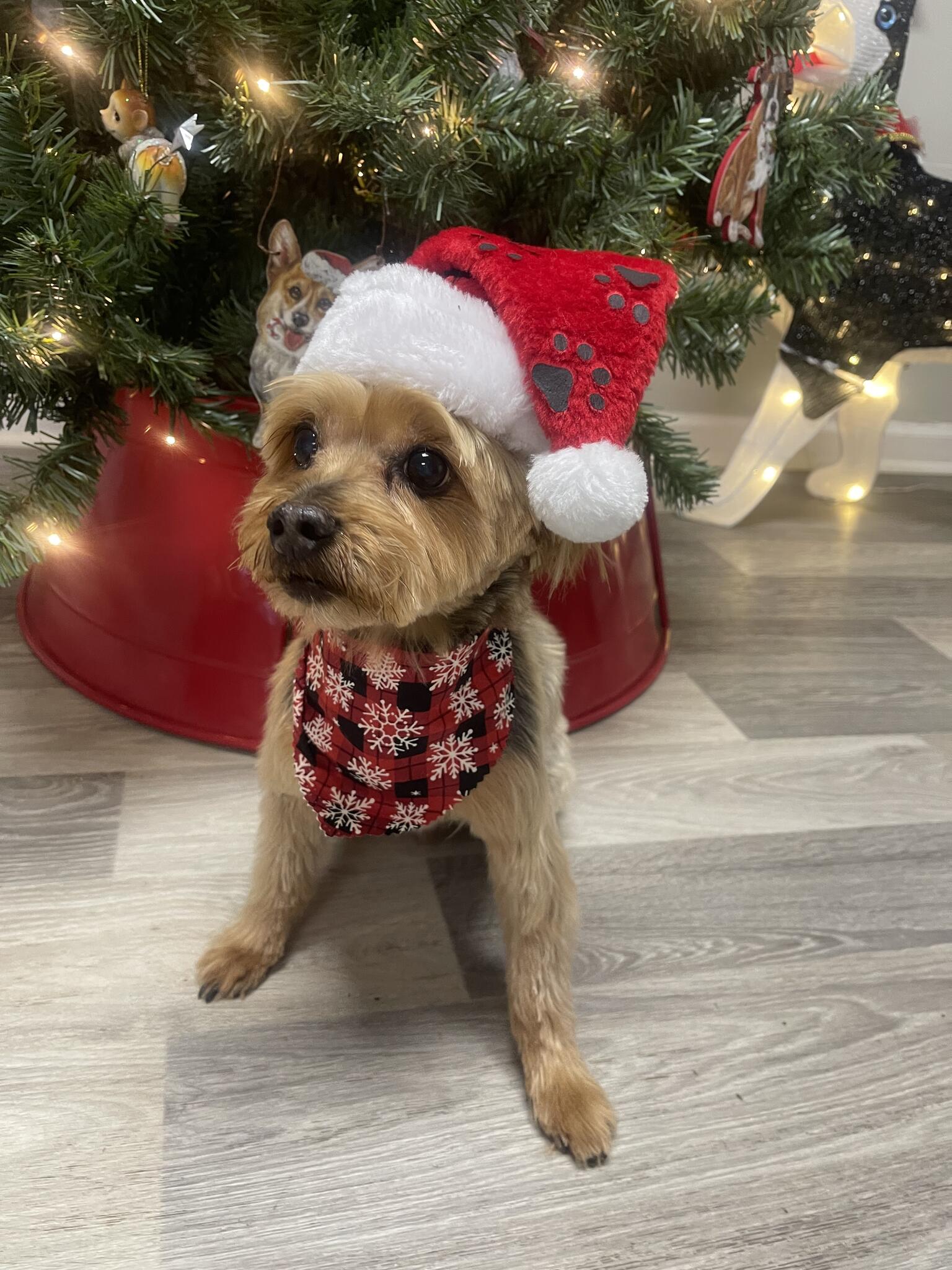 Pet Pawlor Inc Madison