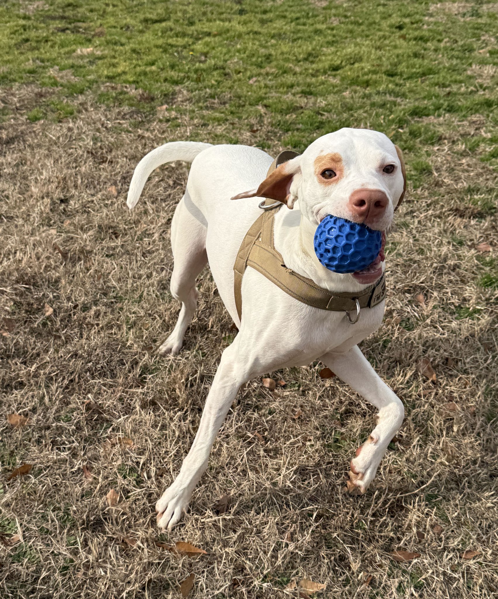 k-9 Bath Body & Boarding Madison