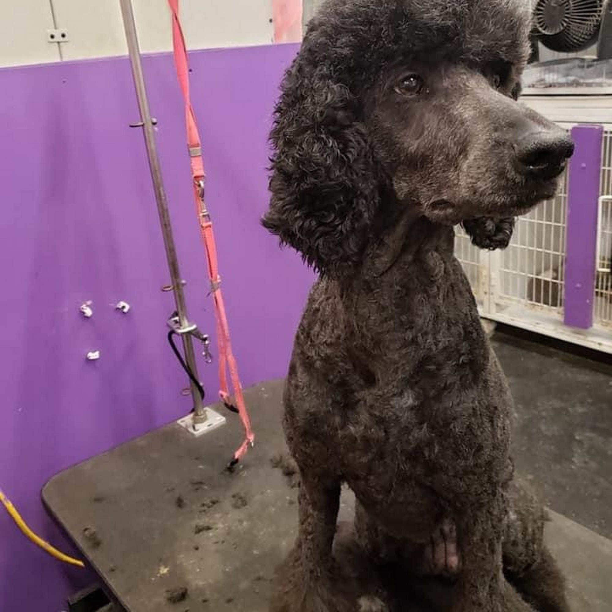 The Green Barn Pets Madison