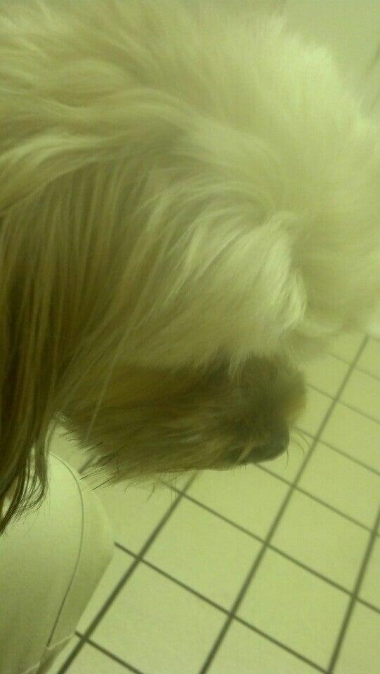 McAdory Veterinary Clinic McCalla